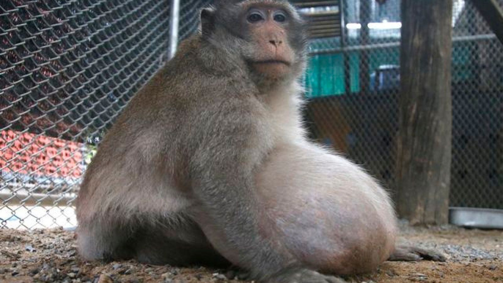 1600x900 Thailand's chunky monkey on diet after gorging on junk food