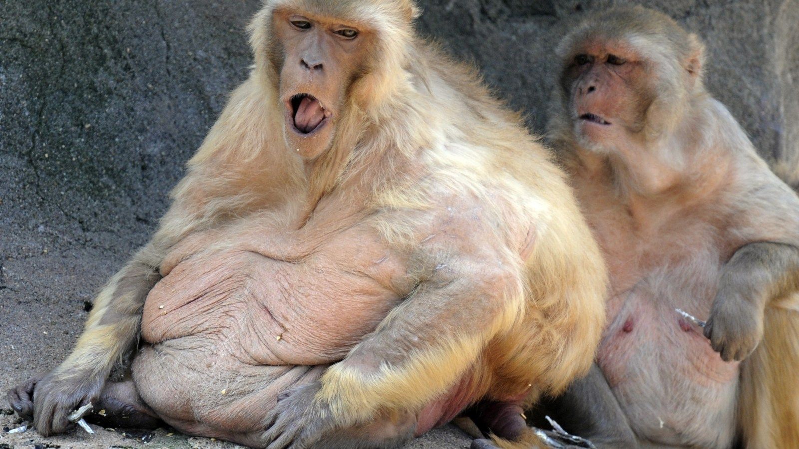 1600x900 Experimental drug takes pounds off overweight monkeys