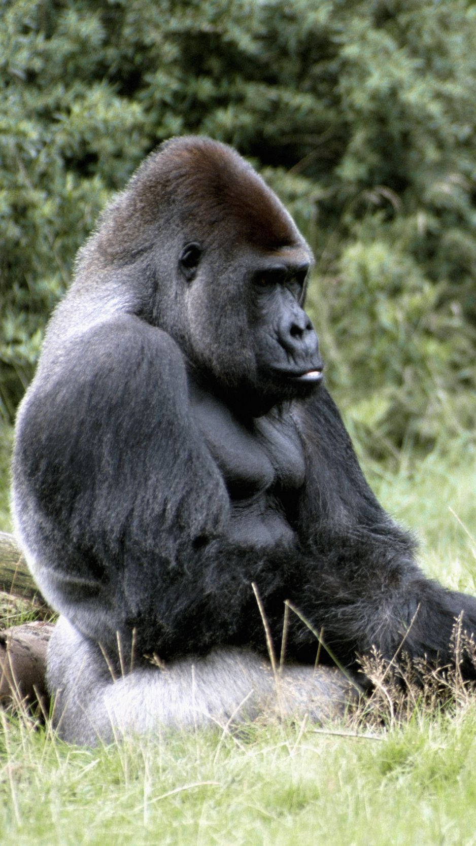 938x1668 Download Fat And Fluffy Gorilla iPhone Wallpaper