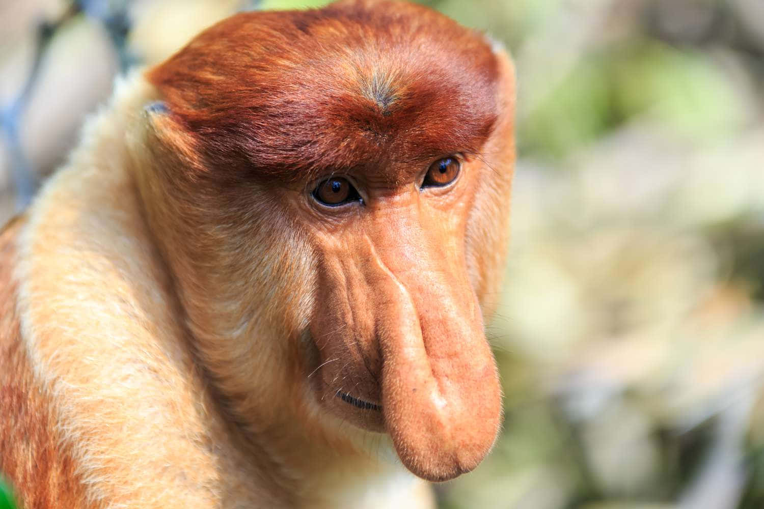 1500x1000 Download Ugly Monkey Sad Picture