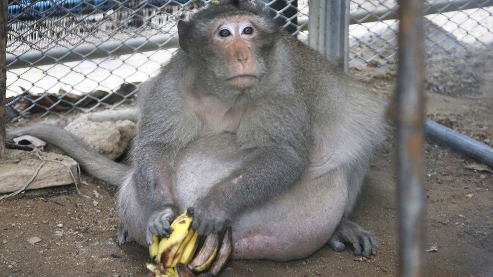 1600x900 Chunky monkey on diet after tourists feed him junk food
