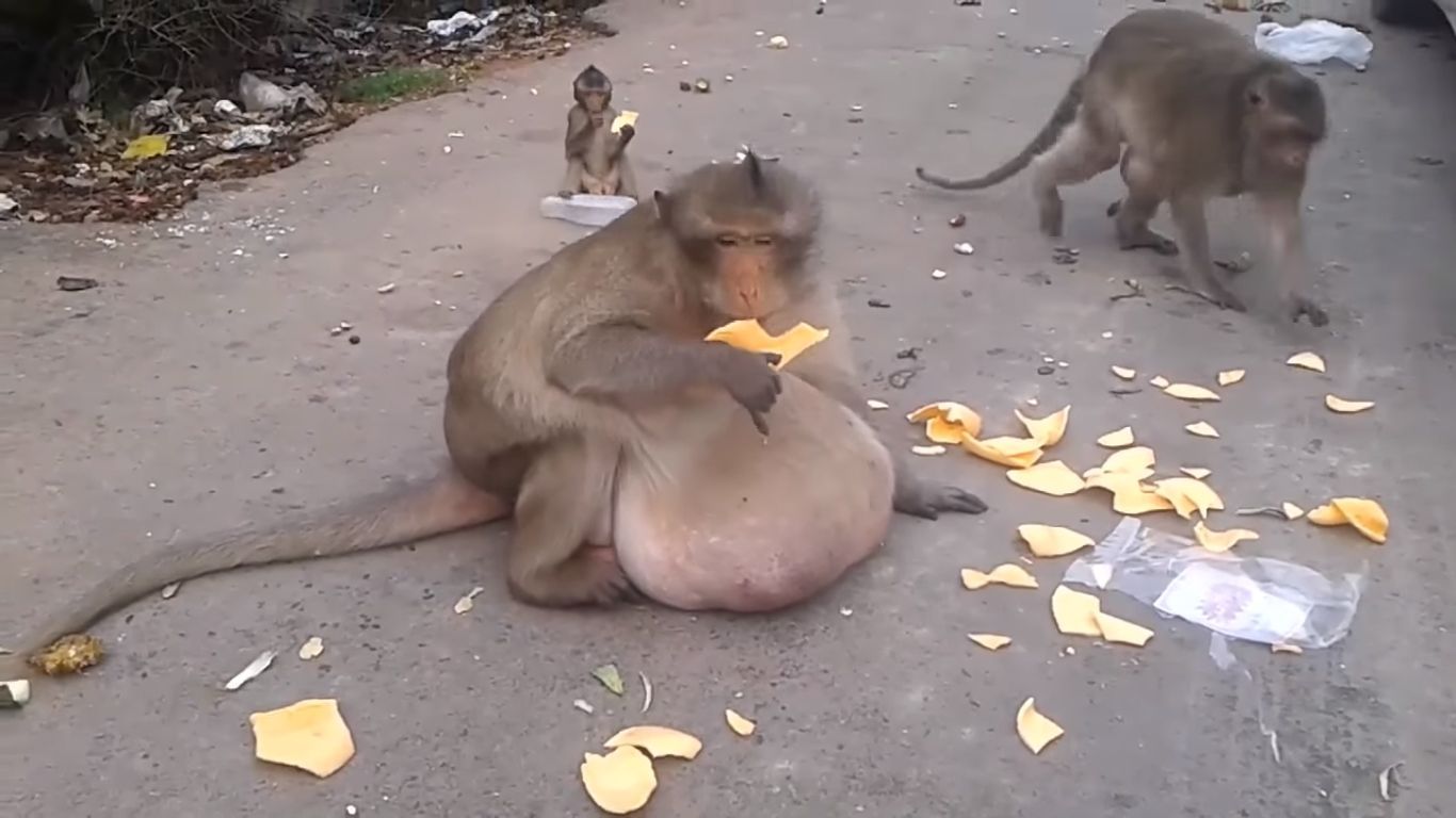 1366x768 Thailand's Famous Macaque Uncle Fat Placed On A Diet!