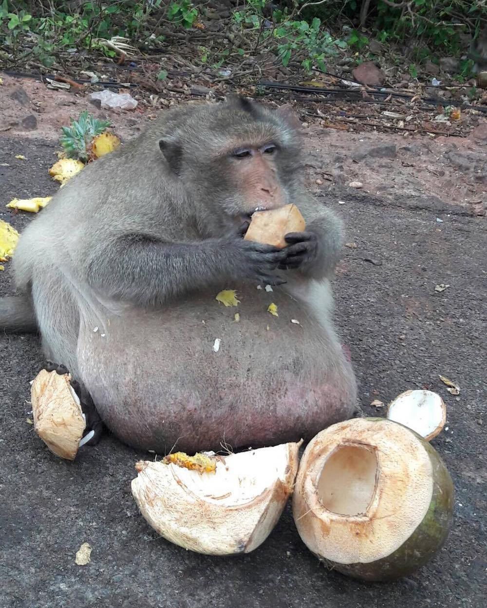 1000x1250 In Photo: Obese Macaque Gorges on Human Junk Food