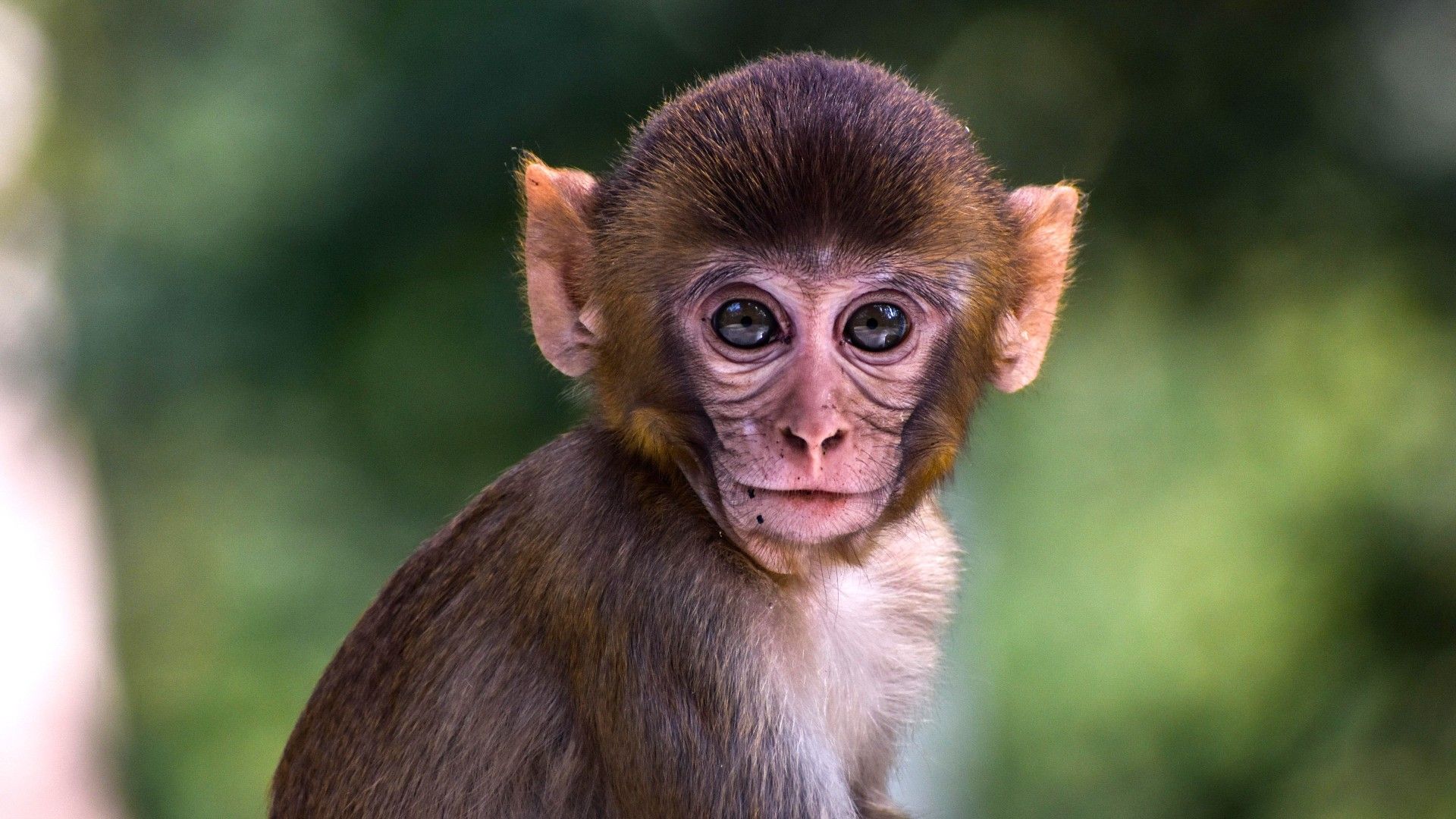 1920x1080 New report explores fake animal rescues on social media