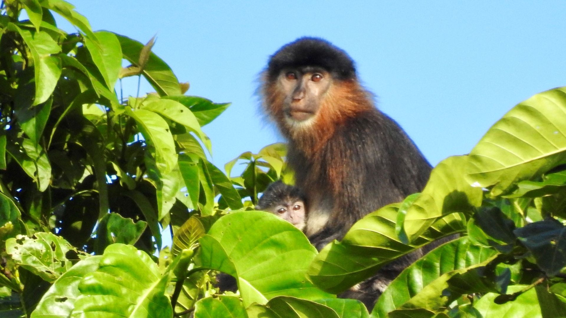 1920x1080 Borneo has a hybrid 'mystery monkey, ' and researchers are concerned