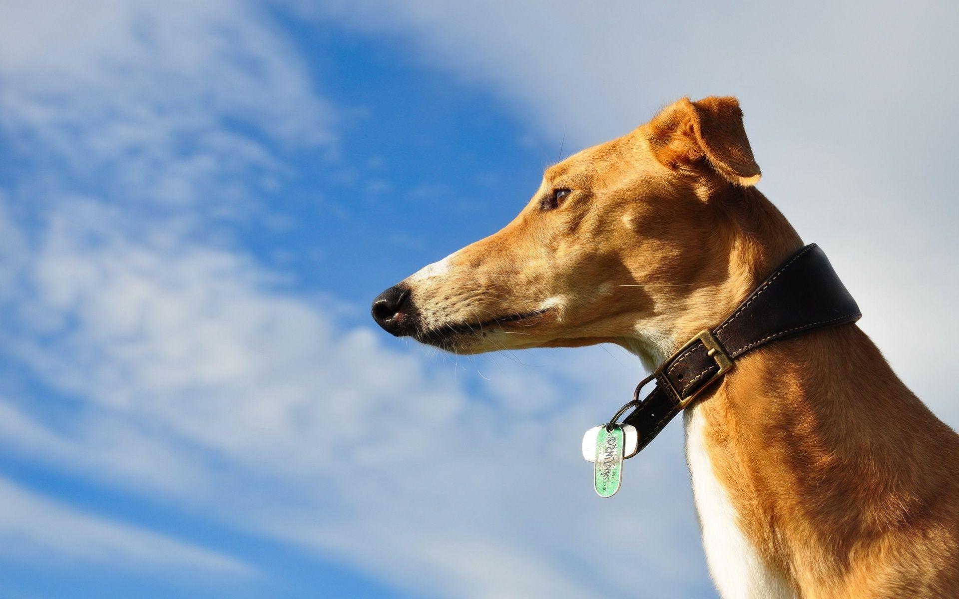 1920x1200 Greyhound Wallpaper. Robotic Greyhound