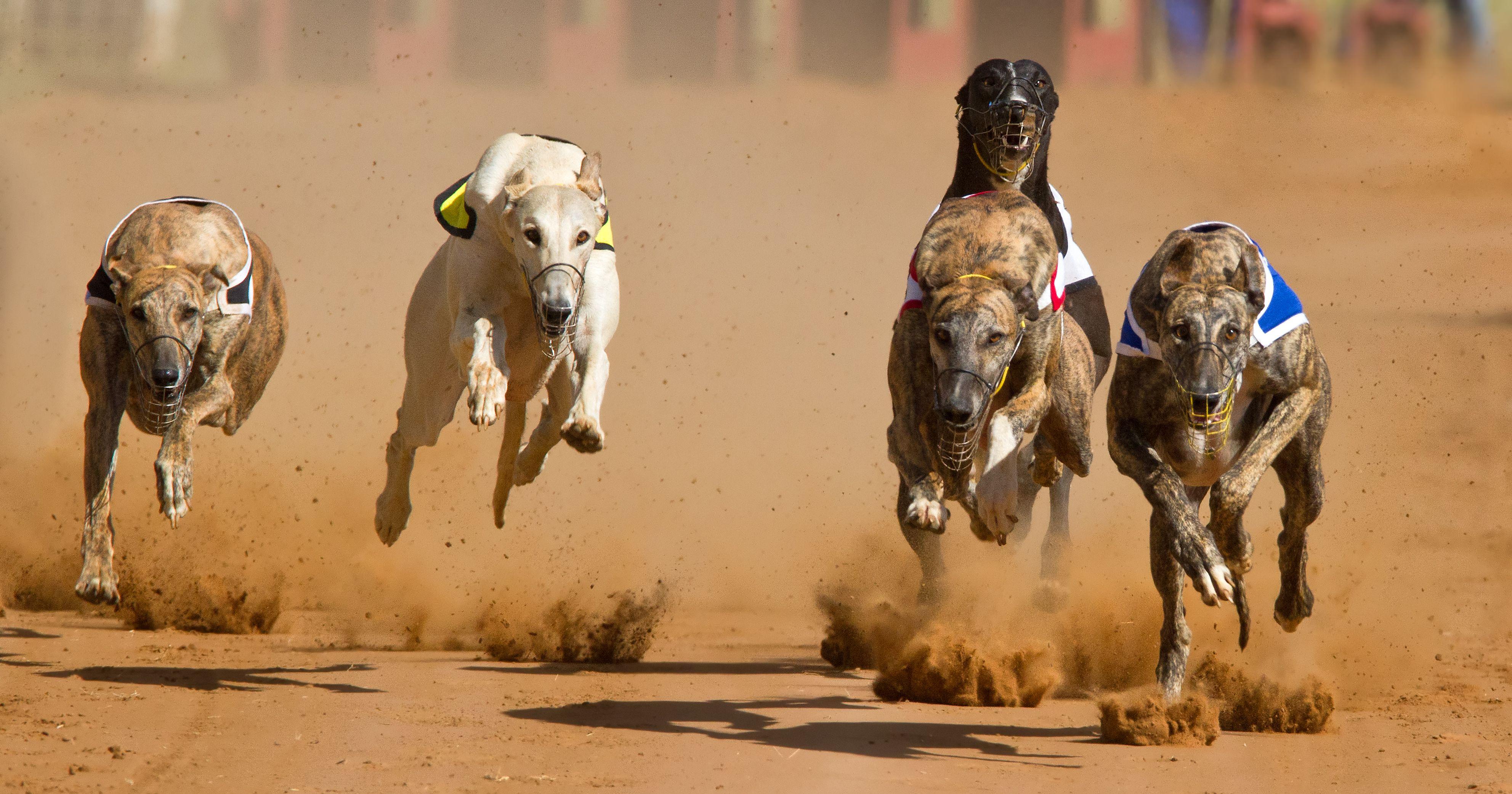 3967x2084 Greyhound Wallpaper