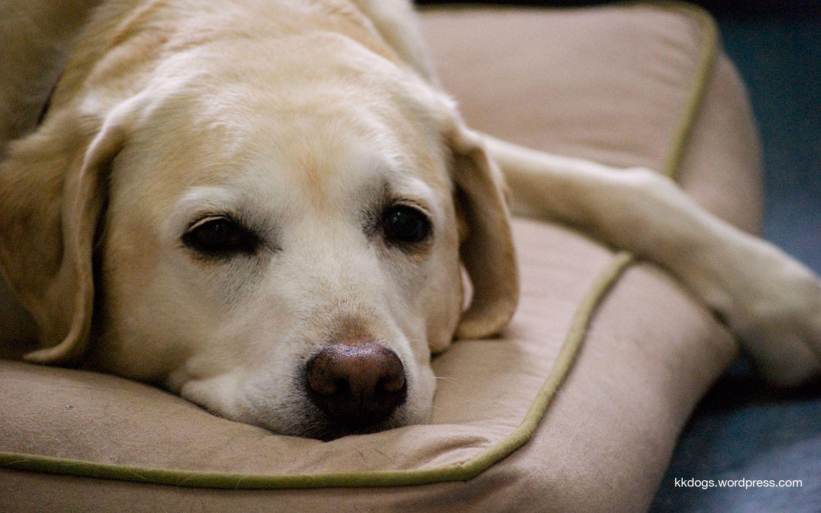 Labrador Dog Wallpapers - Top Free Labrador Dog Backgrounds ...