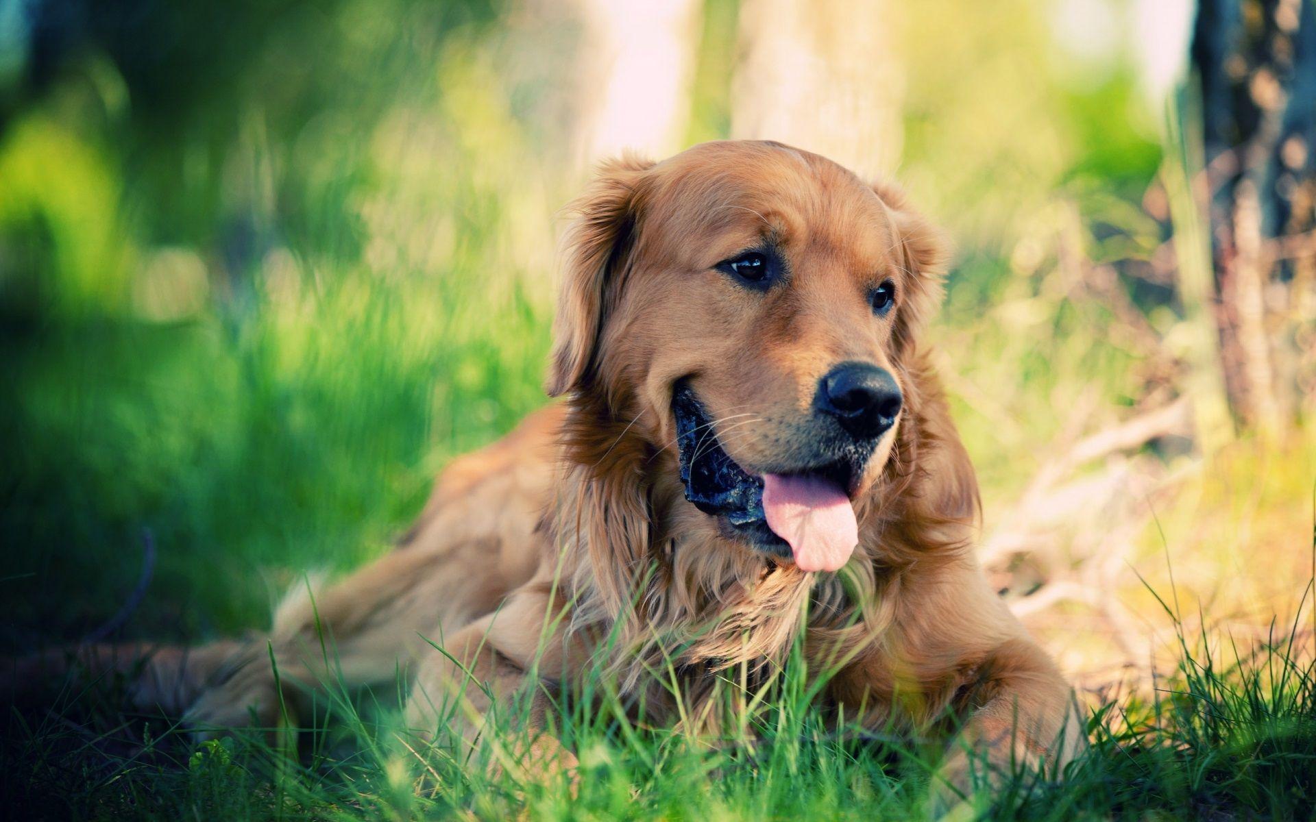 1920x1200 Labrador Retriever Wallpaper. Labrador