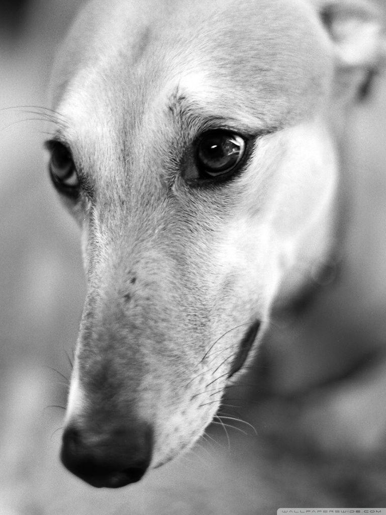 768x1024 Greyhound Ultra HD Desktop Background Wallpaper for 4K UHD TV