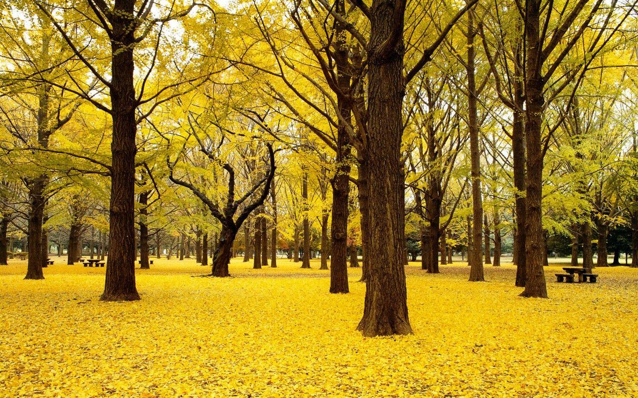 1280x800 Fall Ginkgo Trees Autumn Japan Wallpaper