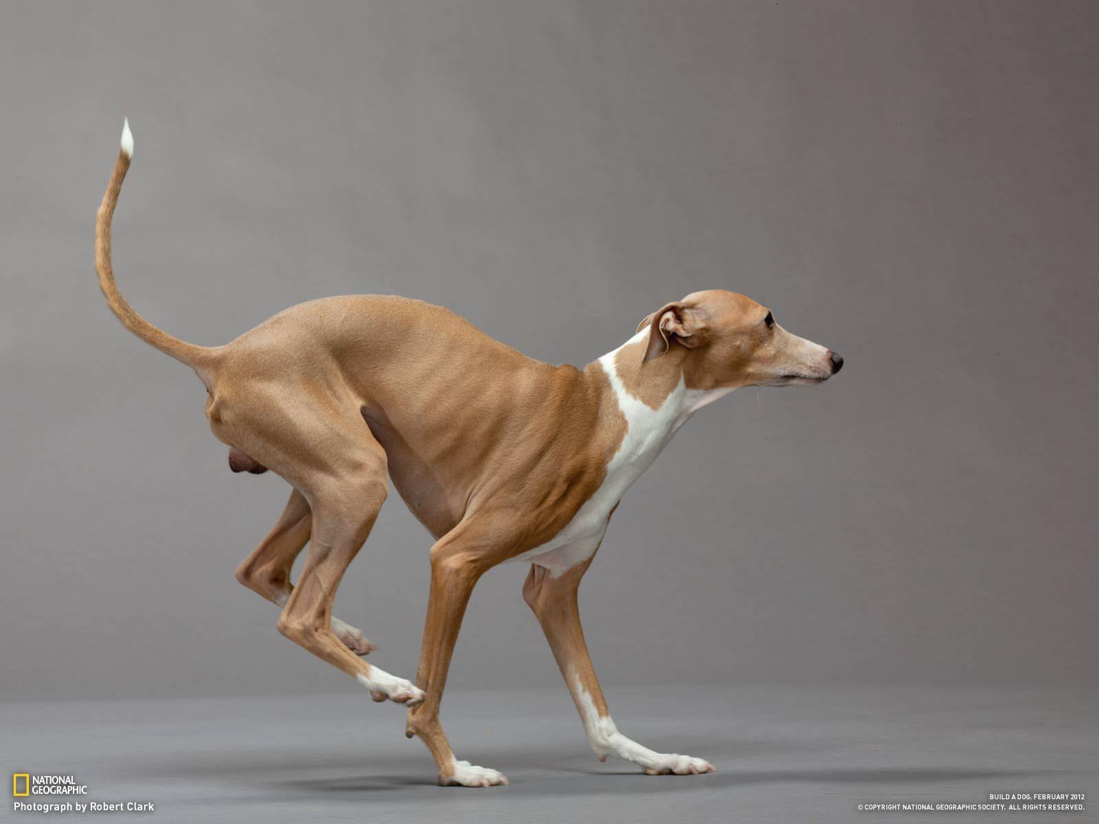 1600x1200 Greyhound Wallpaper