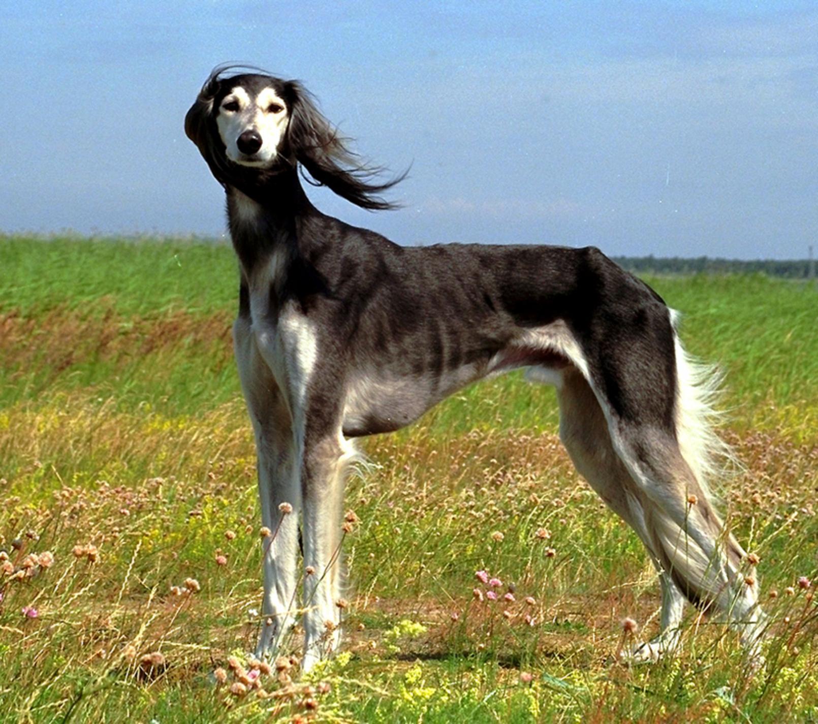 1610x1425 Greyhound wallpaper, Animal, HQ Greyhound pictureK