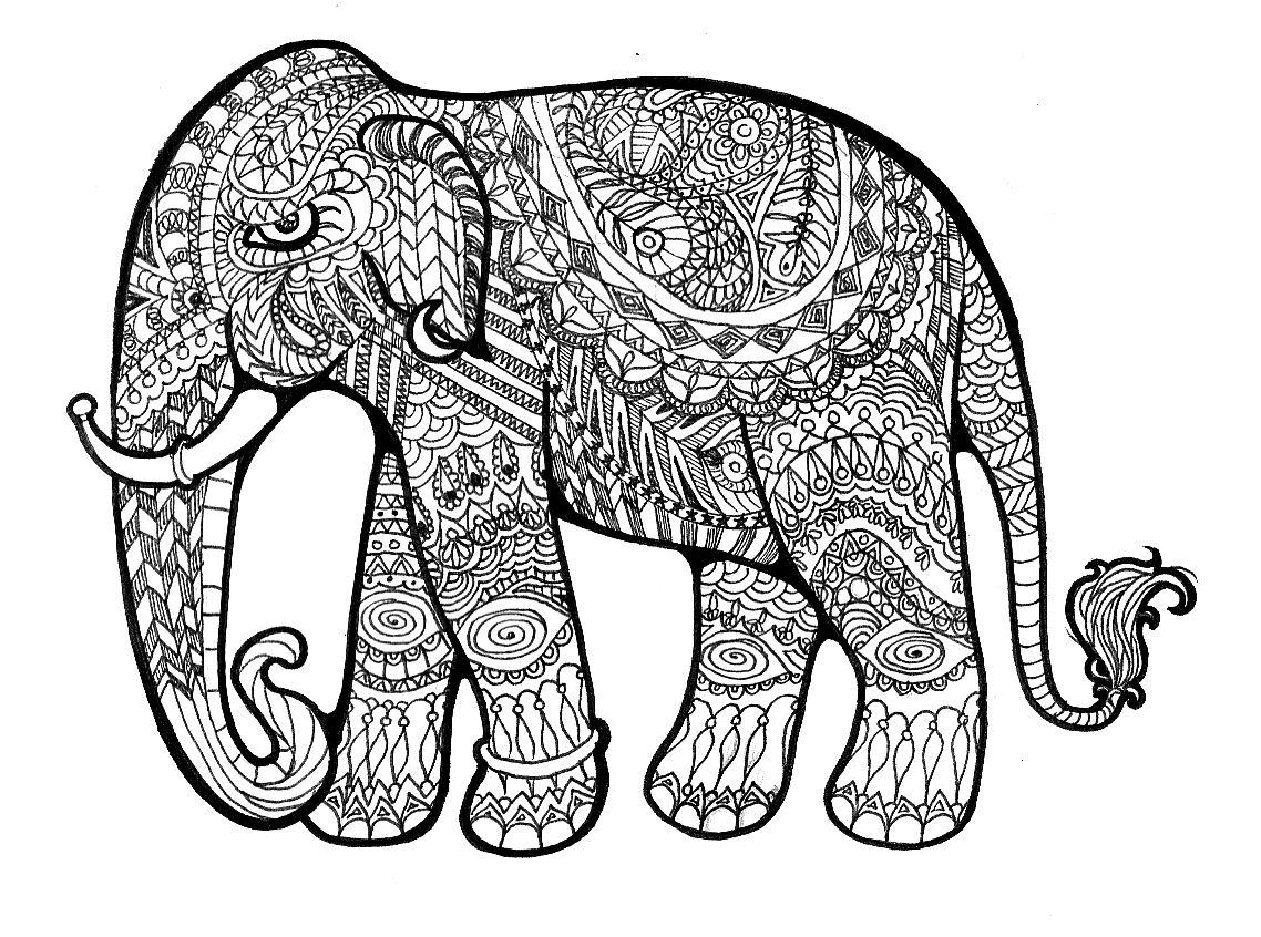 1138x846 HWFD Elephant Adult For Desktop. HD