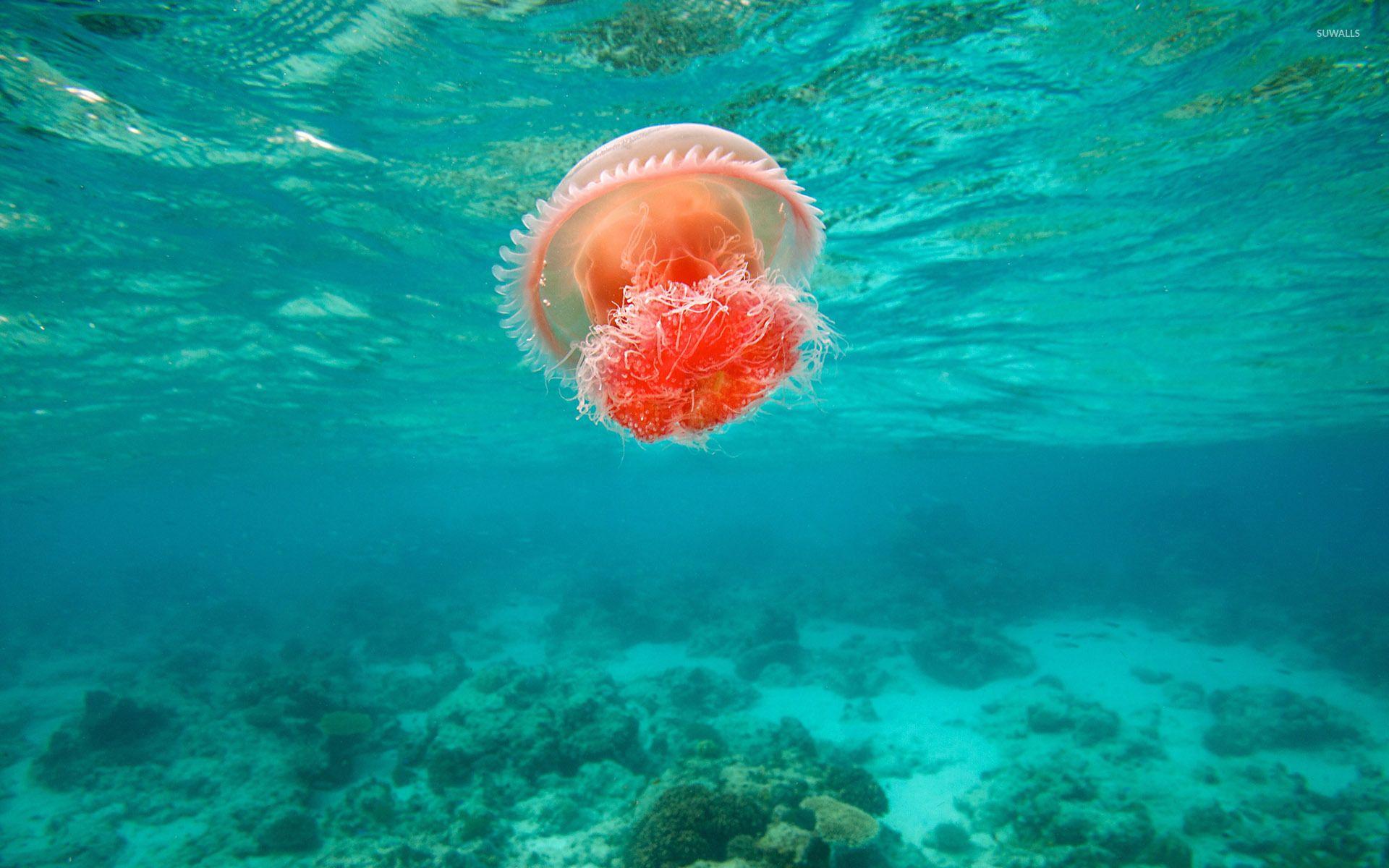 1920x1200 Jellyfish in the water wallpaper wallpaper