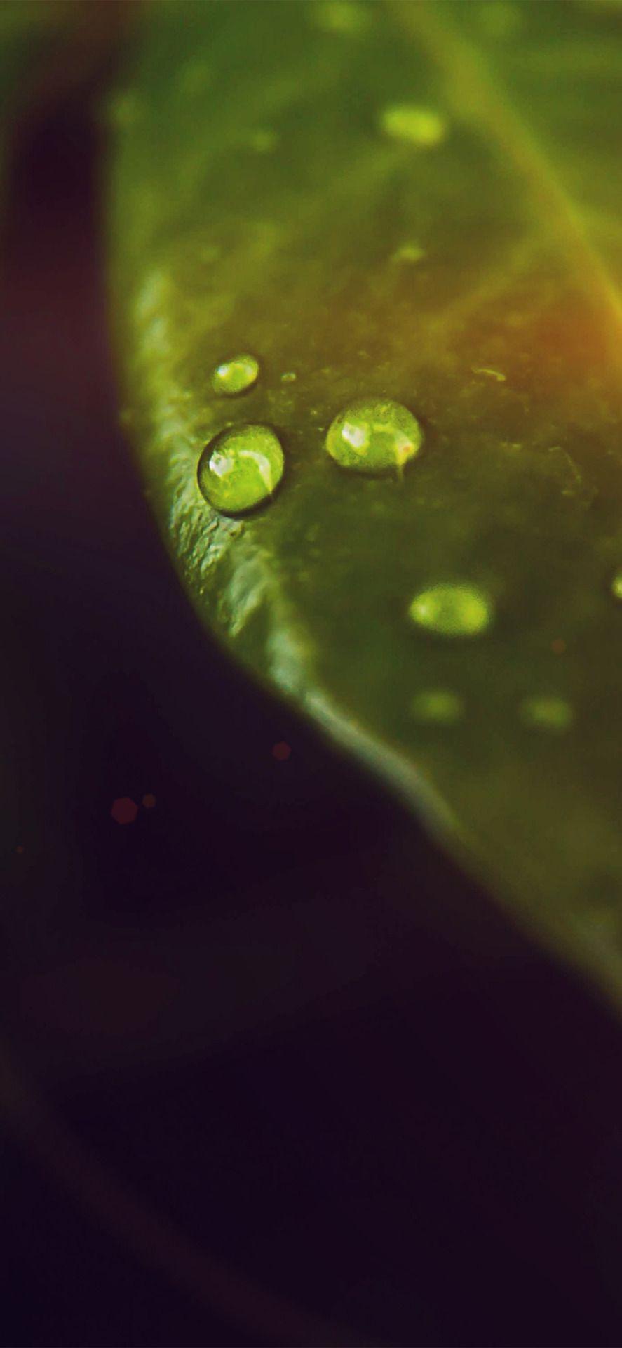 887x1920 iPhone Wallpaper. Green, Water, Macro photography, Leaf, Drop, Dew