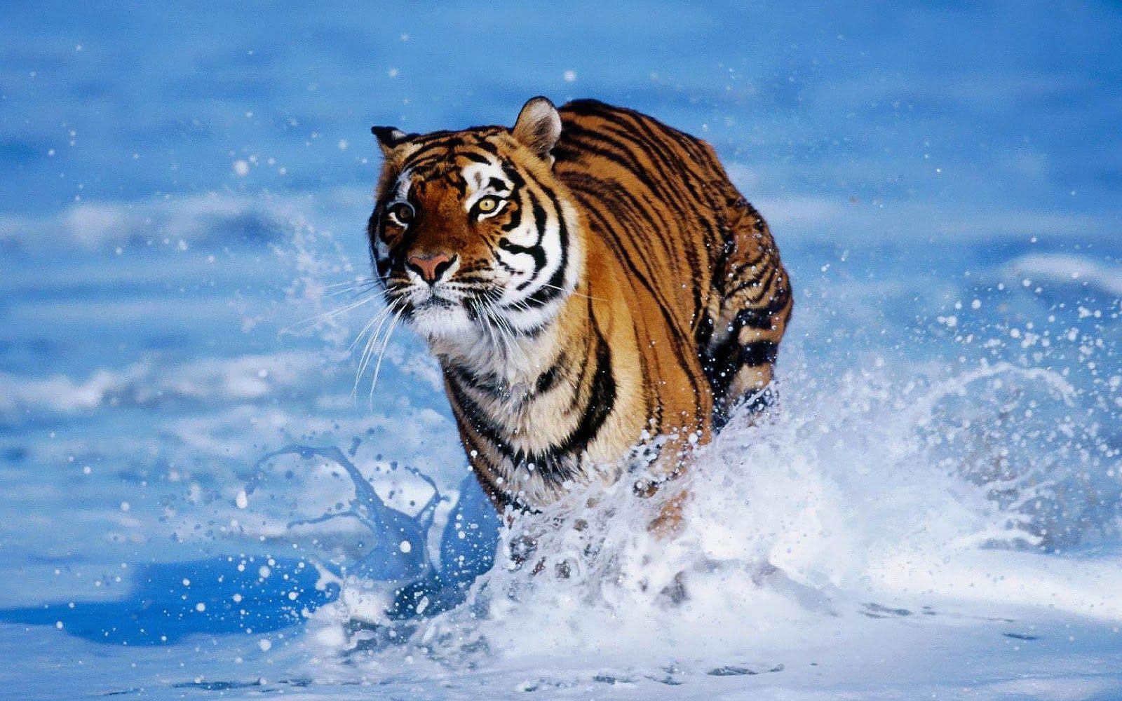 1600x1000 HD Tigers Wallpaper and Photo. HD Animals Wallpaper. Tiger
