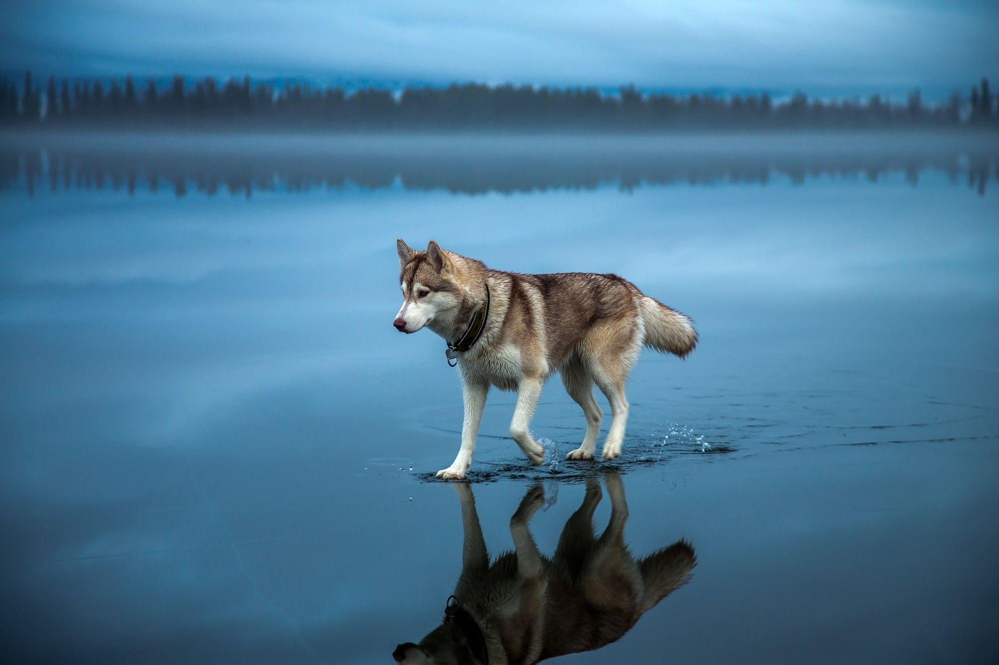 2000x1332 depth Of Field, Nature, Animals, Landscape, Dog, Siberian Husky