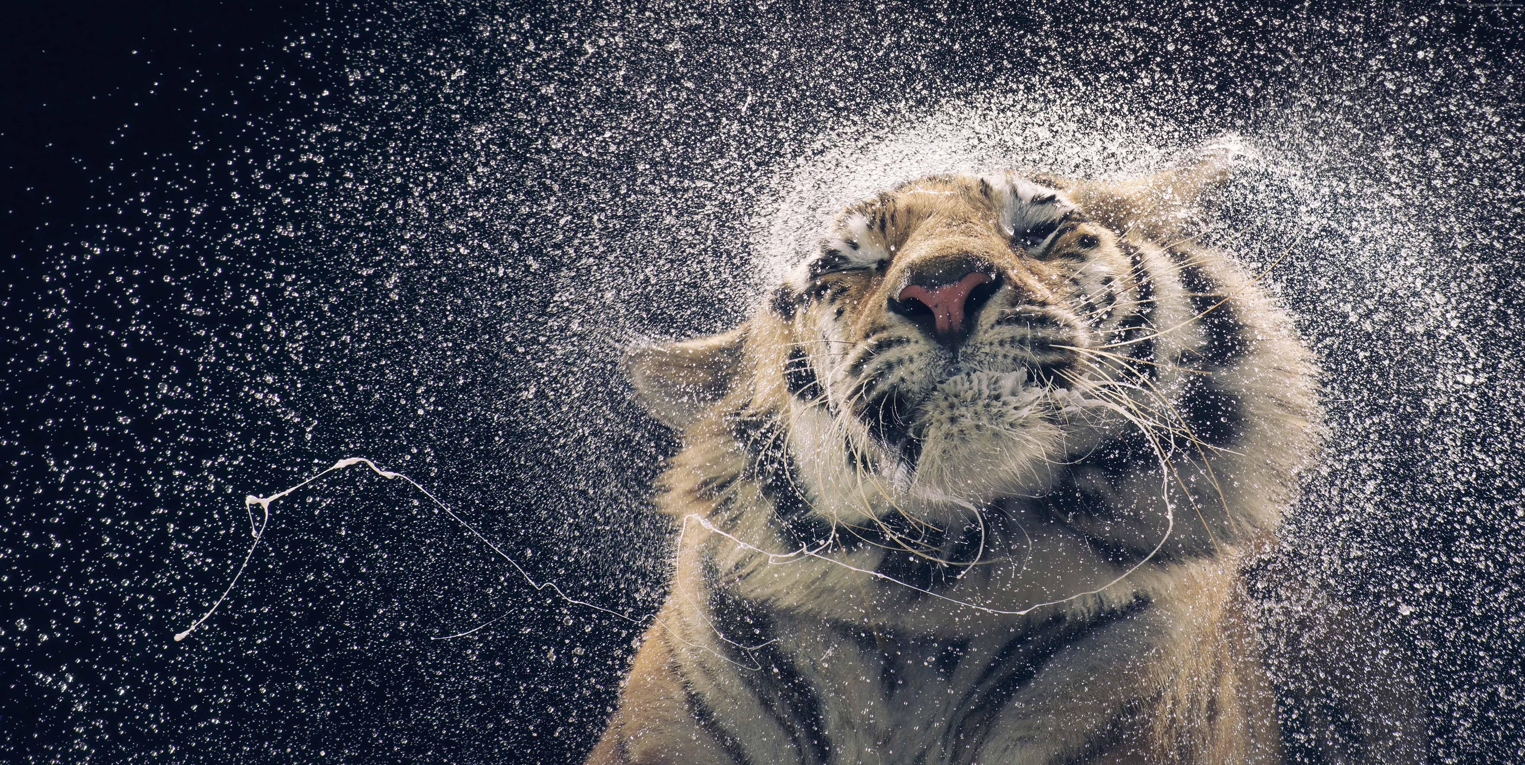 5347x2683 Free download A Tiger Coming Out Of Water Animal HD Wallpaper