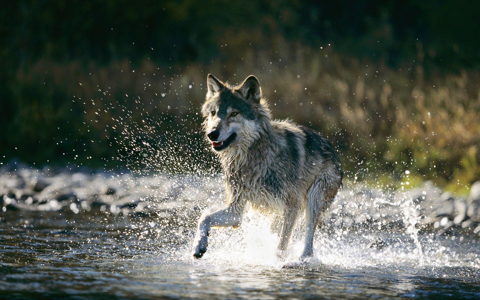 1920x1200 Background, wolf, animal, water, wallpaper, other, christmas