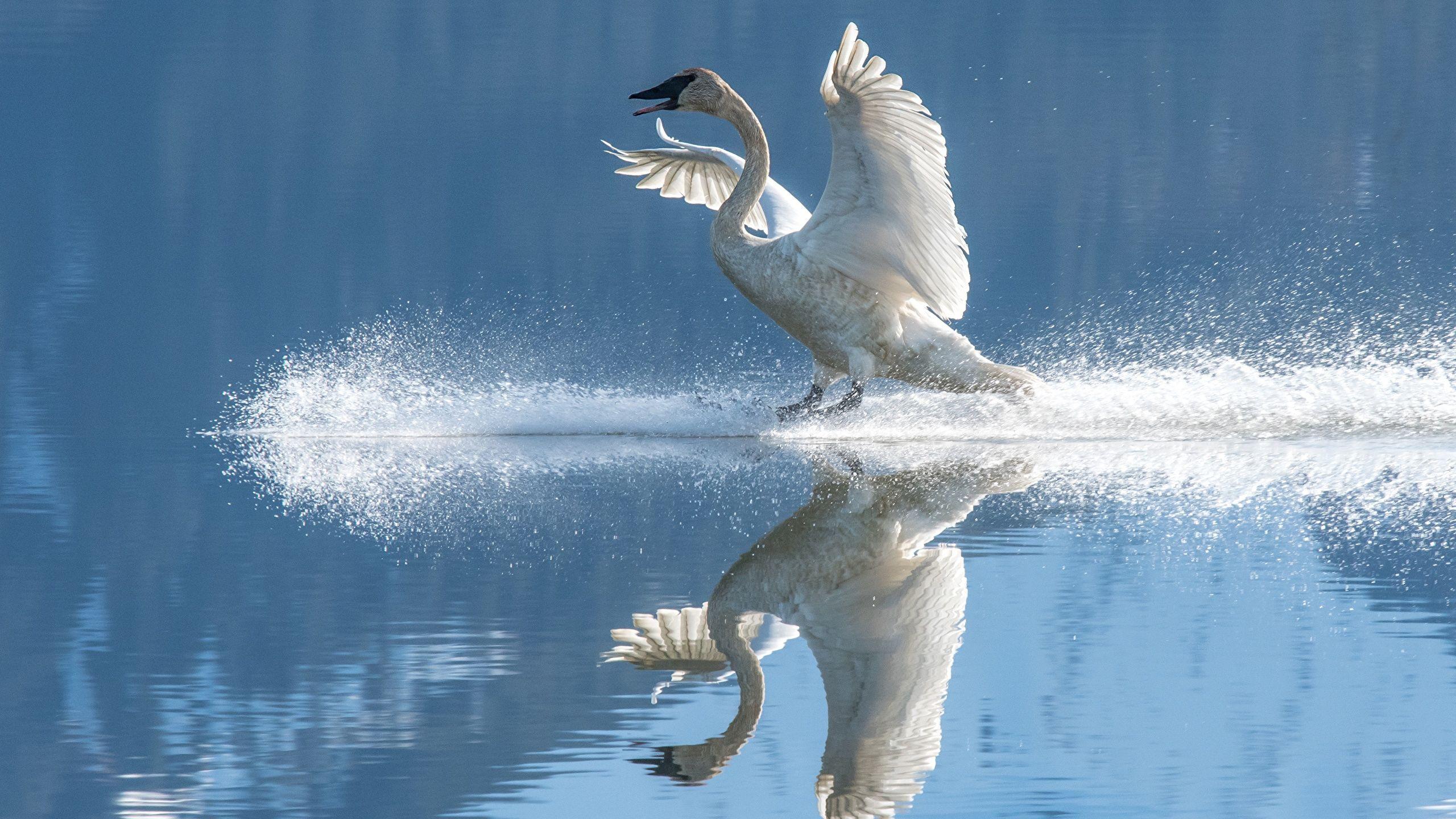 2560x1440 Desktop Wallpaper swan bird Wings White reflected Water 2560x1440