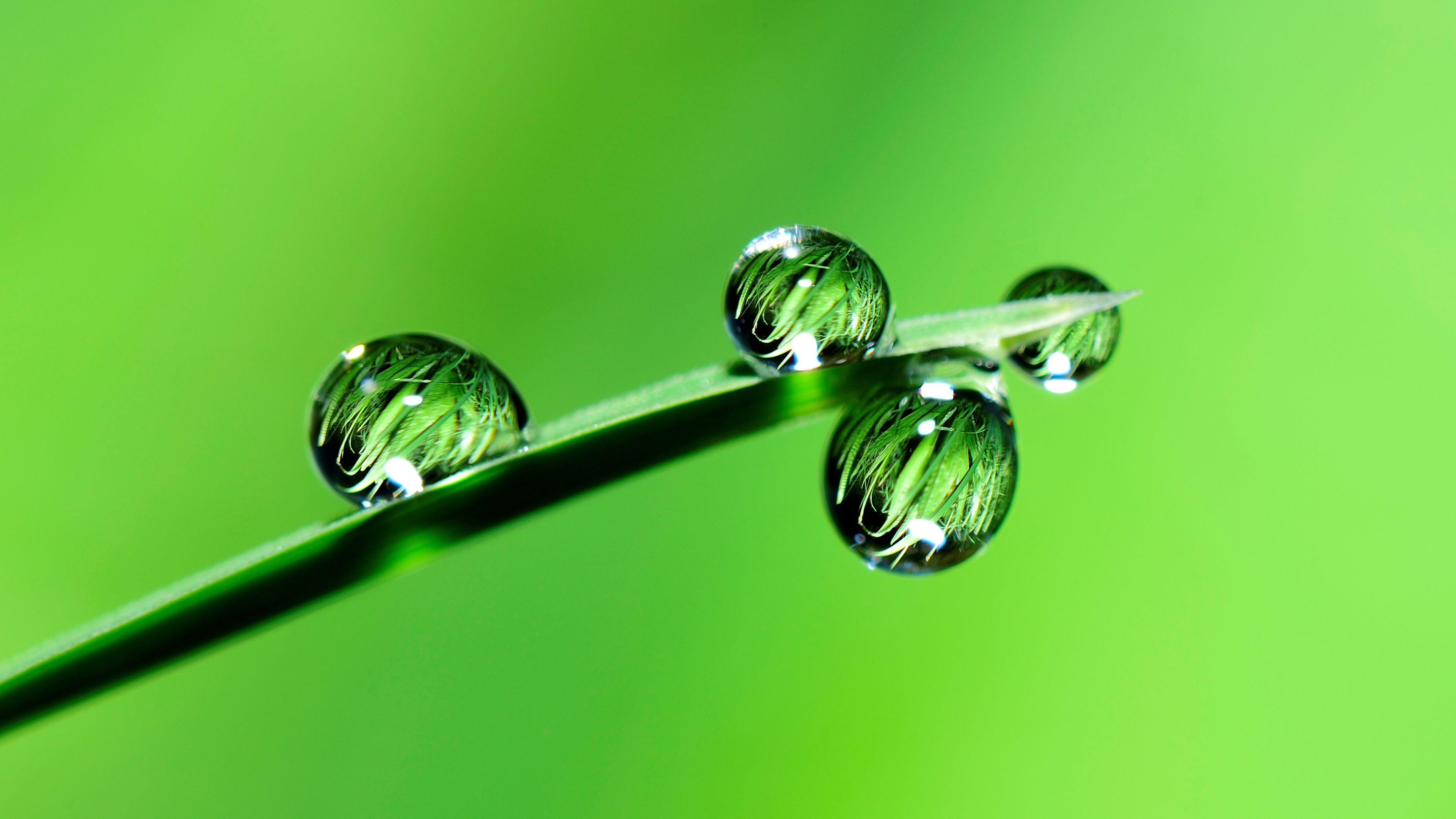 3840x2160 Green Life Chromebook Wallpaper