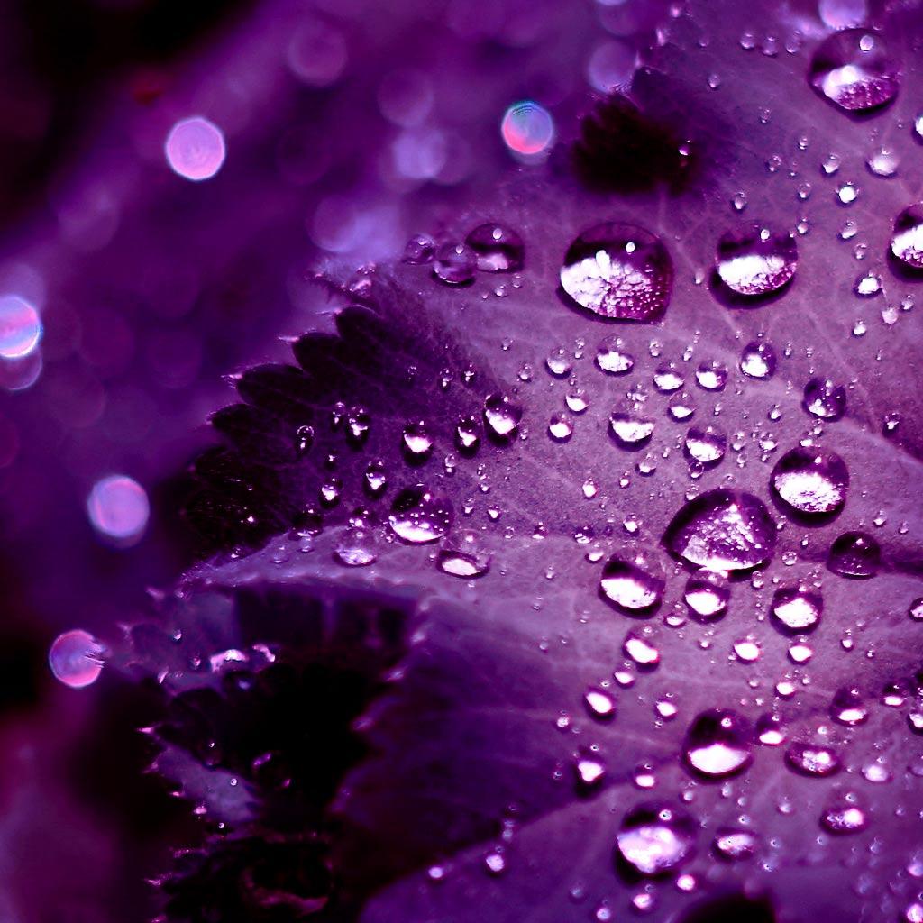 1024x1024 Free download Purple water wallpaper [1024x1024] for your Desktop