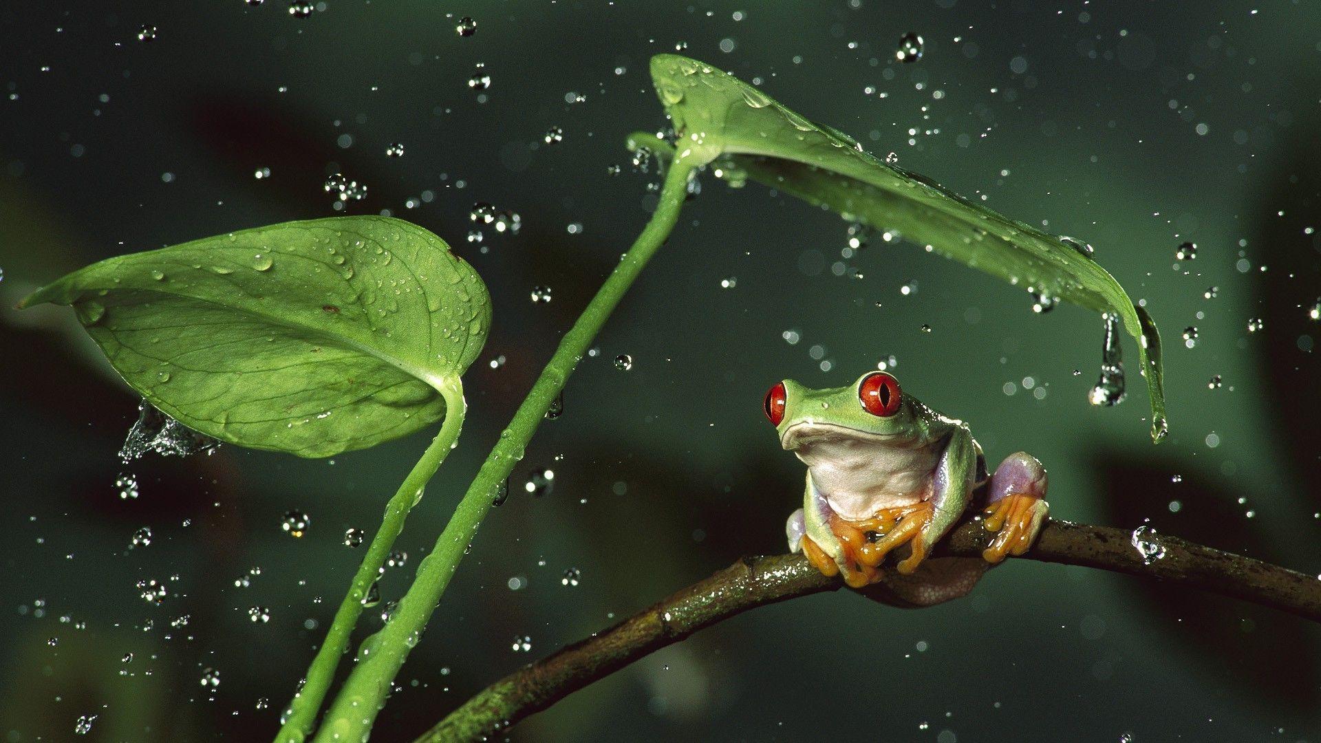 1920x1080 frog, Animals, Nature, Amphibian, Red Eyed Tree Frogs, Water Drops