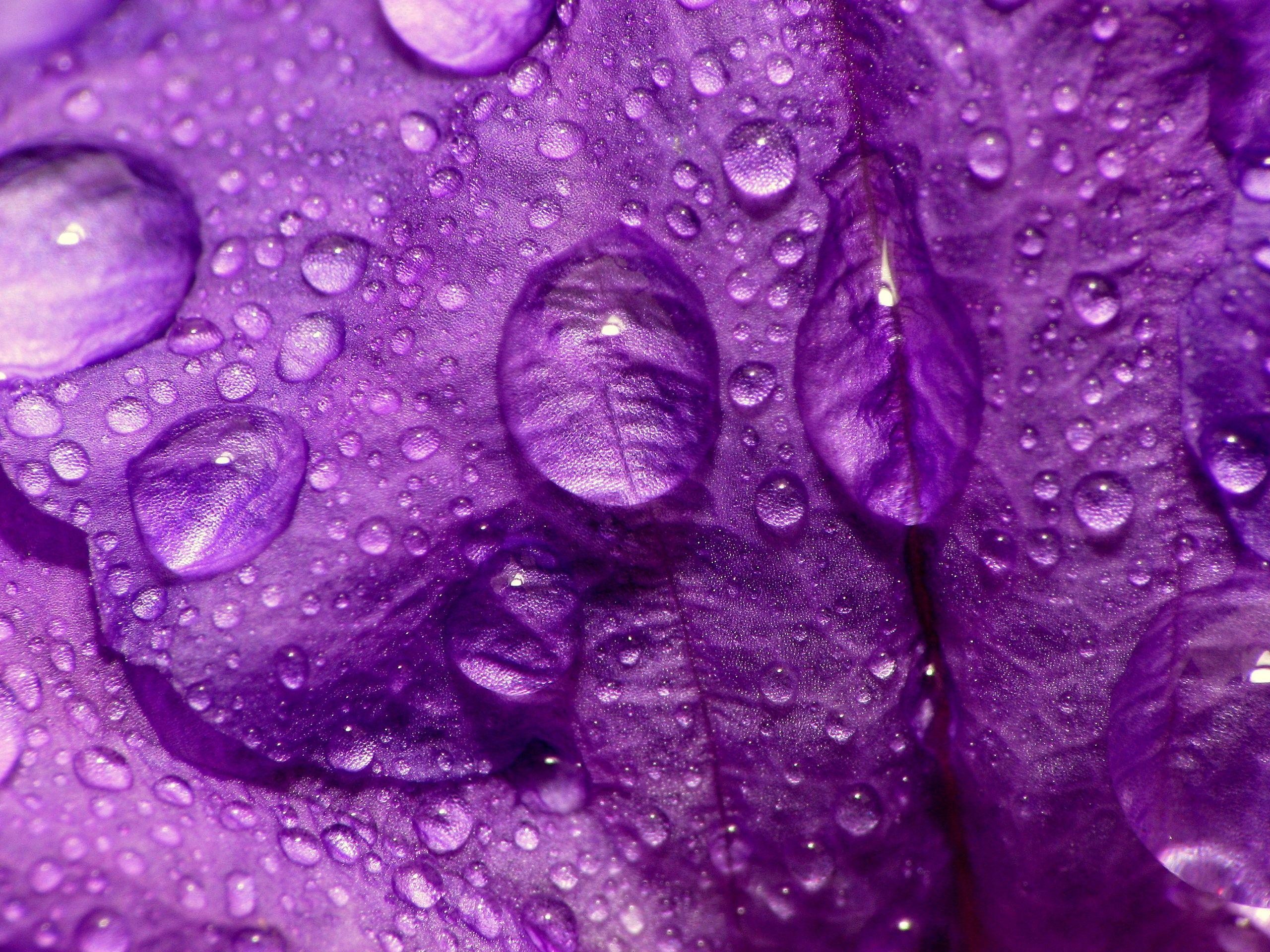 2560x1920 Close Up, Nature, Flowers, Purple, Water Drops, Macro, Flower