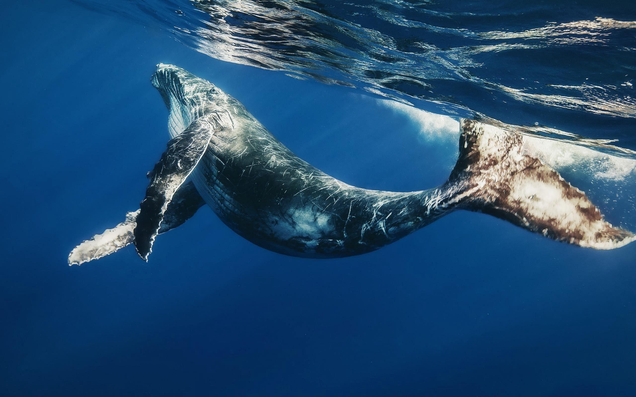 2560x1600 Download wallpaper 2560x1600 whale, swimming, underwater, water HD
