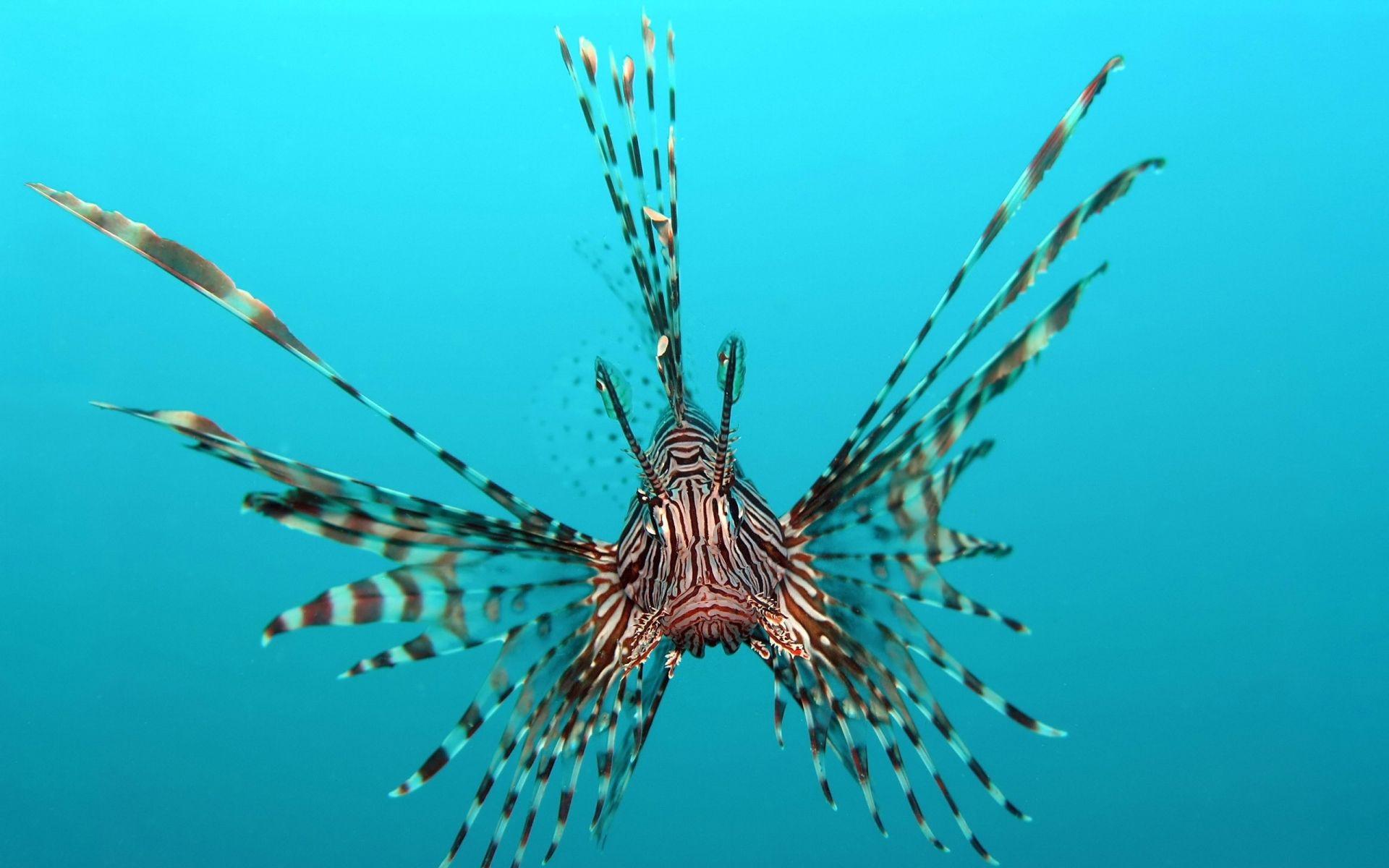 1920x1200 Lionfish animals fishes underwater sea ocean tropical water swim