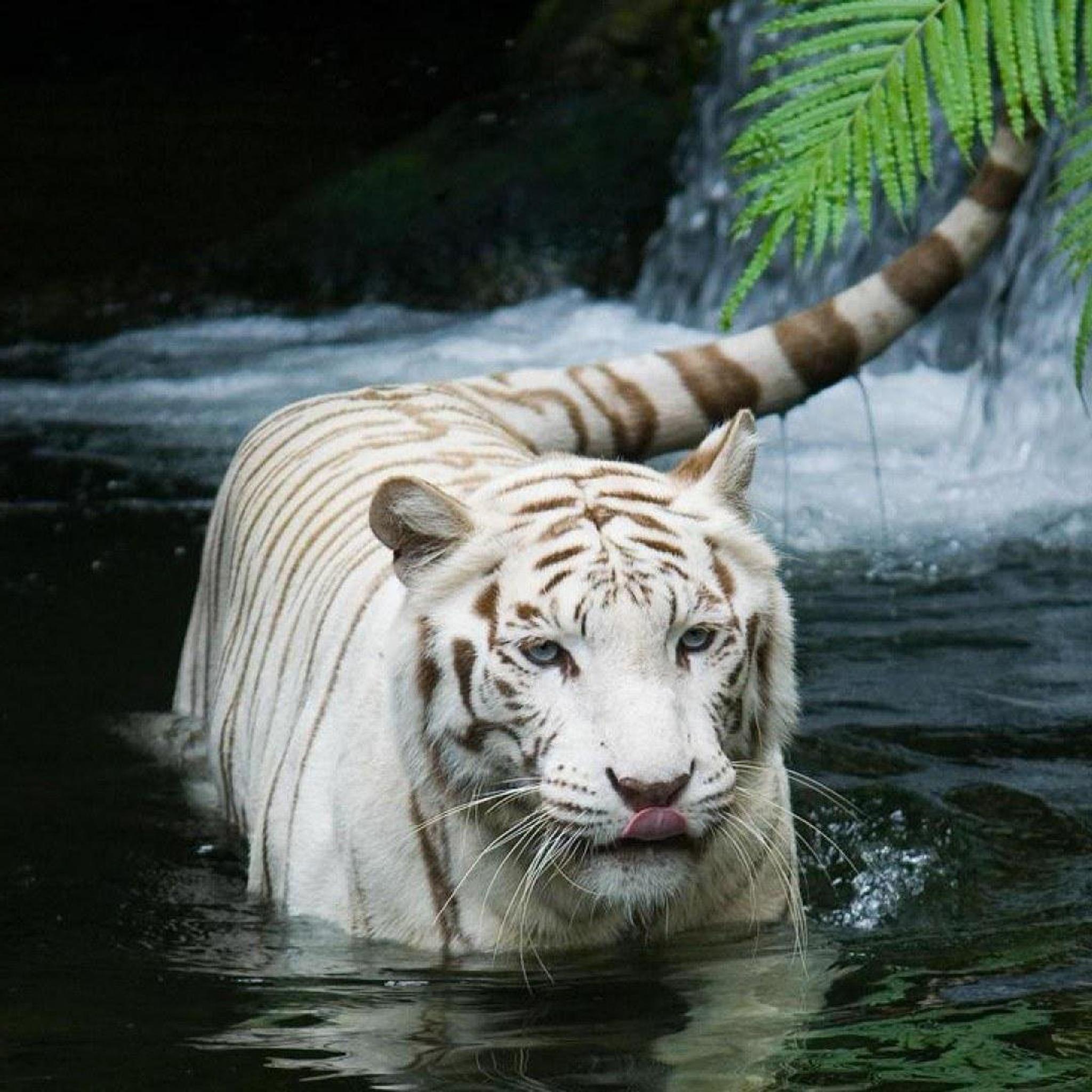 2048x2048 Tiger Walking In Water iPad Air Wallpaper Free Download