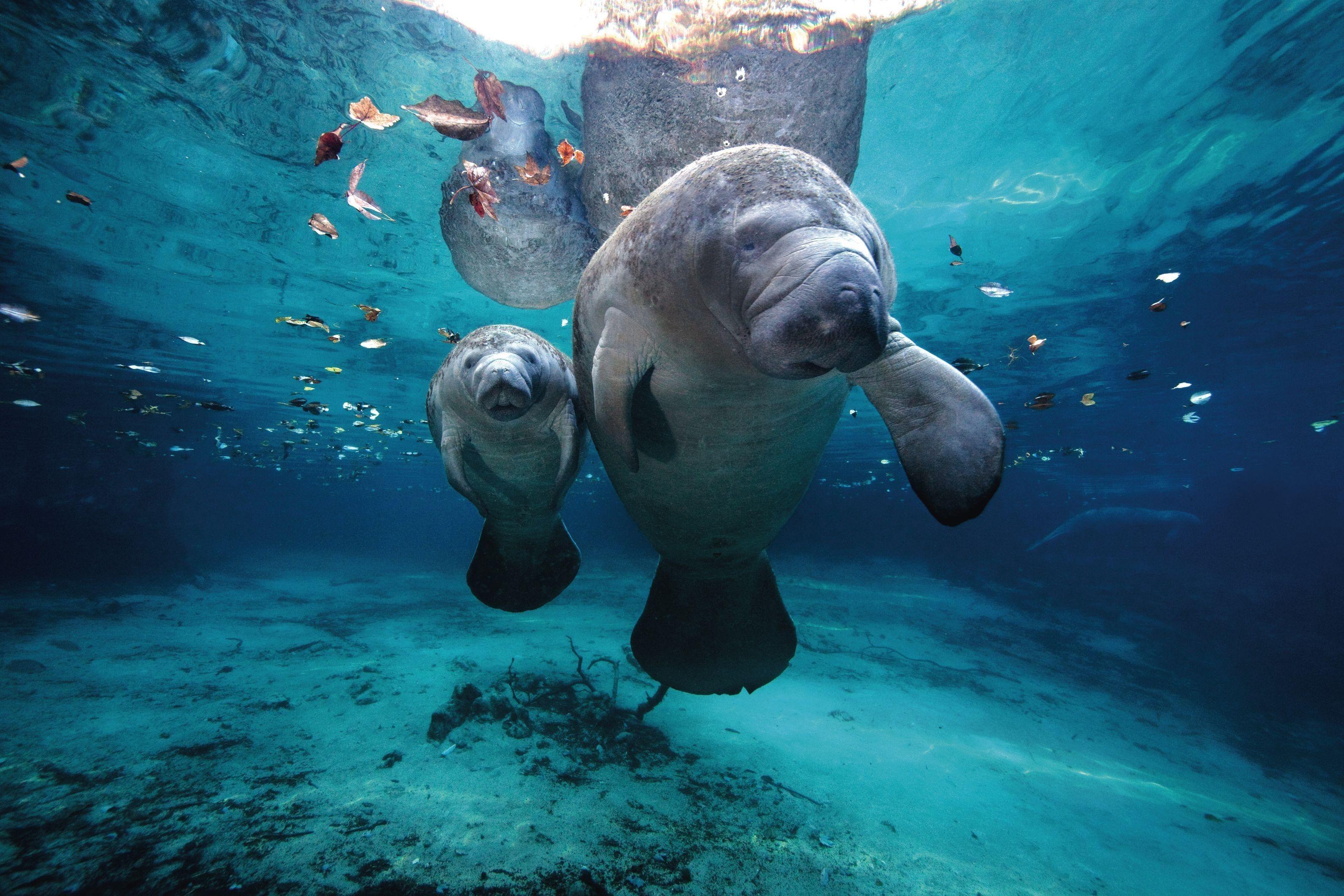 3185x2123 Free download Ocen Life Under Water Sea Animal New HD Wallpaper