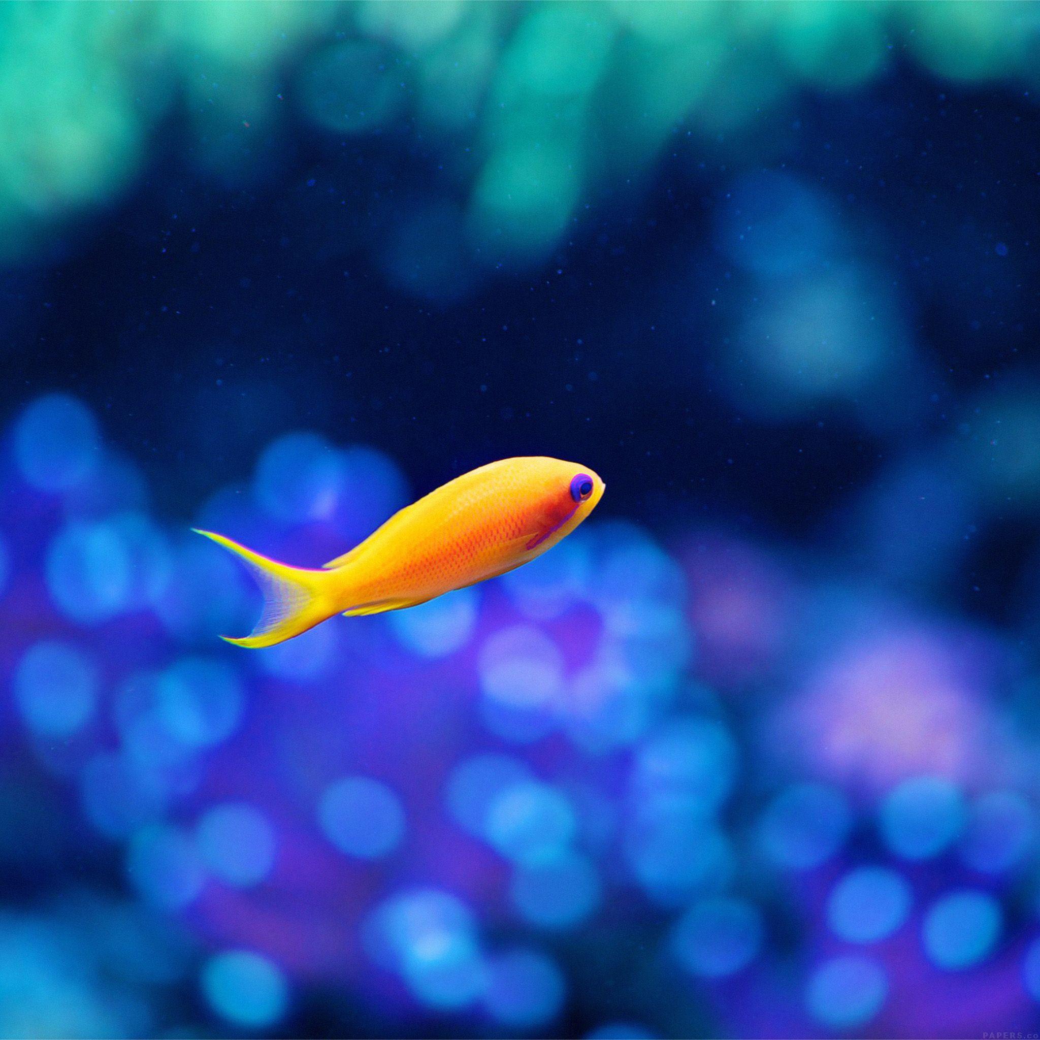 2048x2048 Best animal iPad Air Wallpaper HD