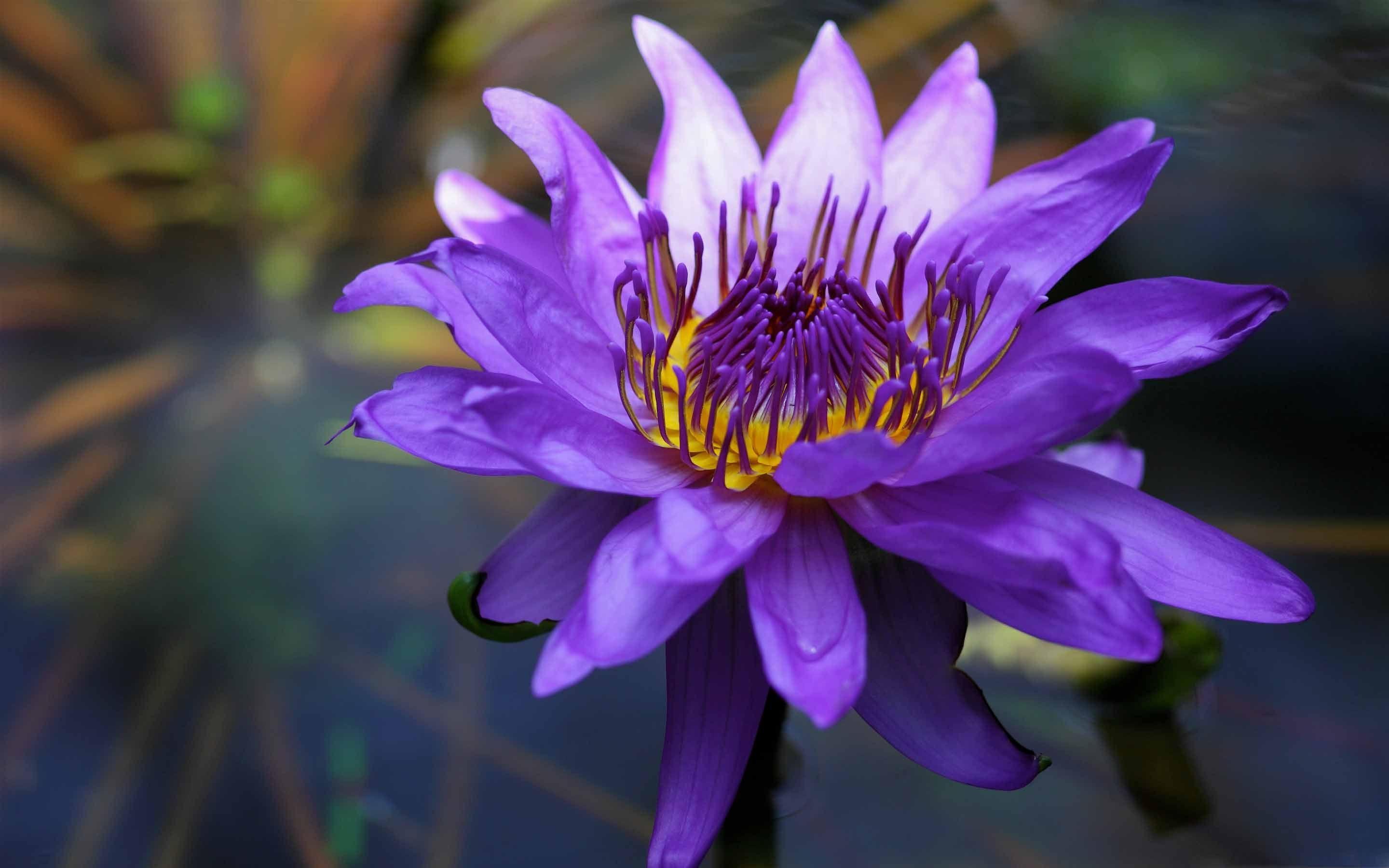 2880x1800 Purple Water Lily Mac Wallpaper Download
