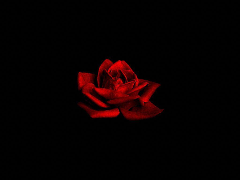 1024x768 Dark Red Rose On Black Background &lt Tea Rose, HD
