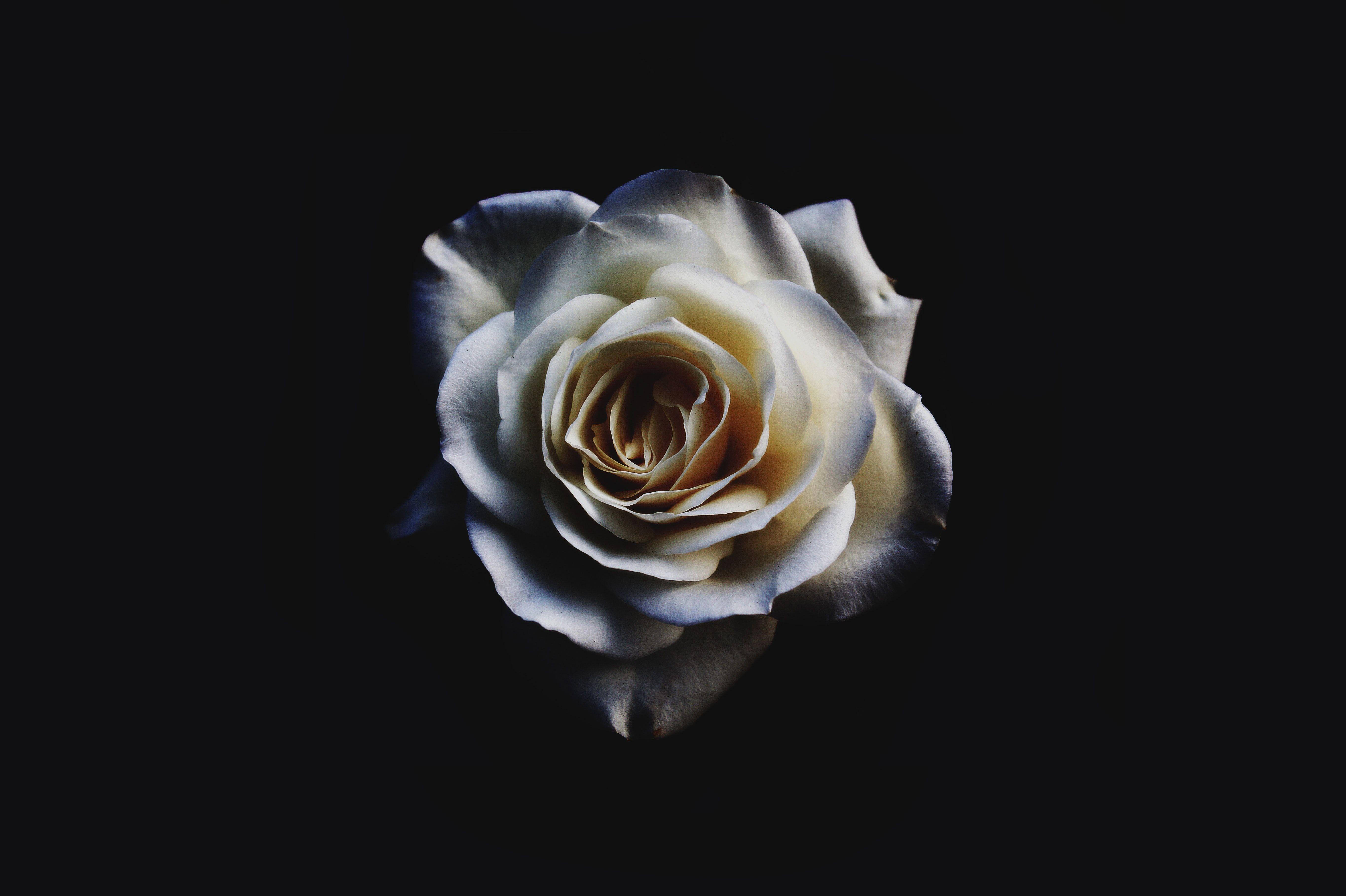 5456x3632 Flowers with Black Background. best free black, flower