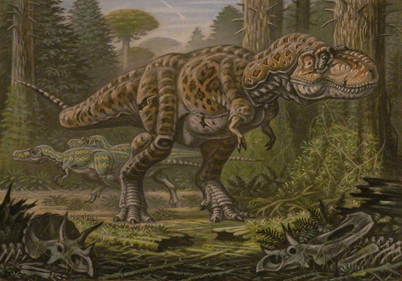 1280x895 Wallpaper Tyrannosaurus rex Dinosaurs Nanotyrannus lancensis animal