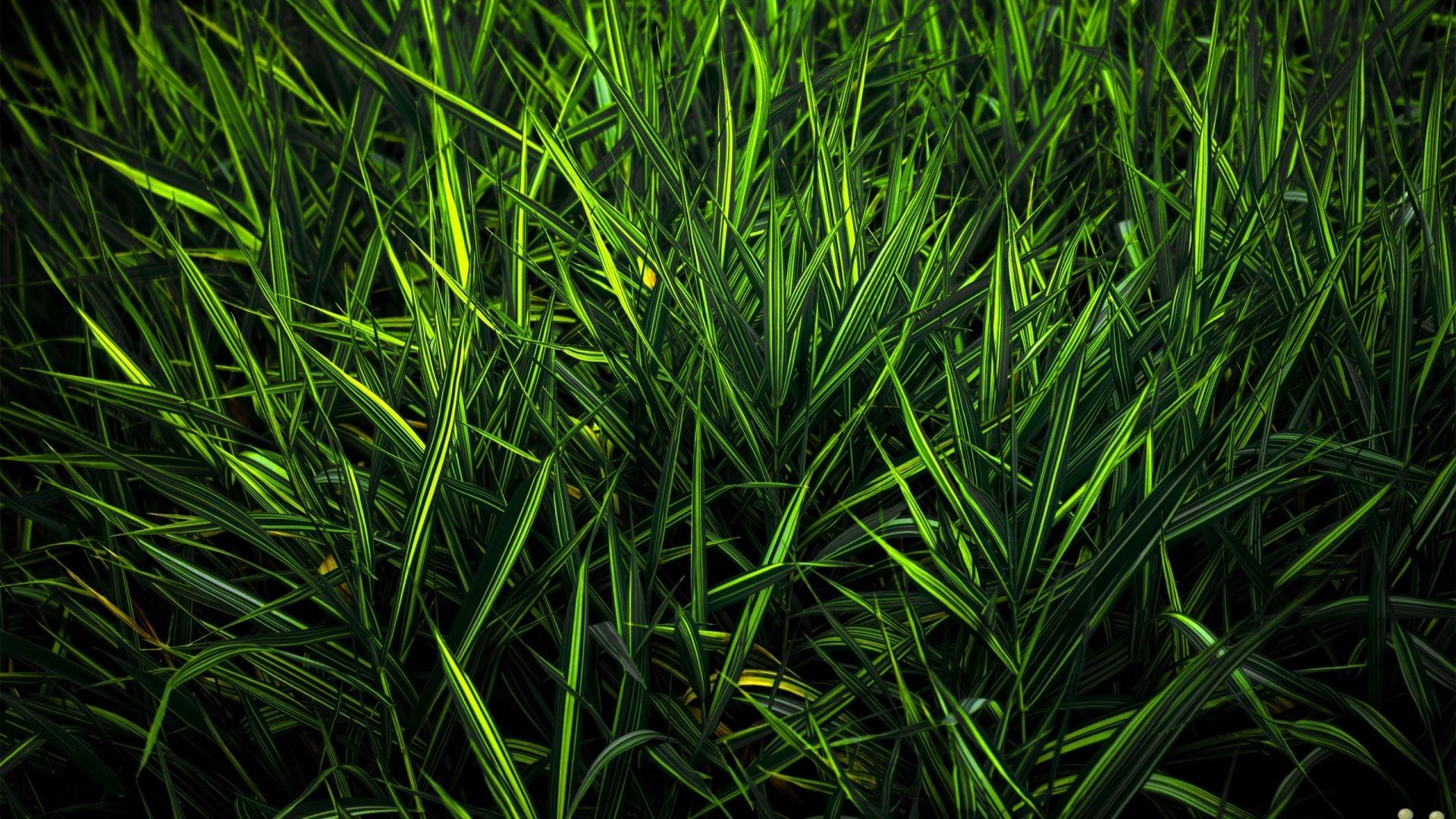 Pure Green Wallpapers - Top Free Pure Green Backgrounds - WallpaperAccess