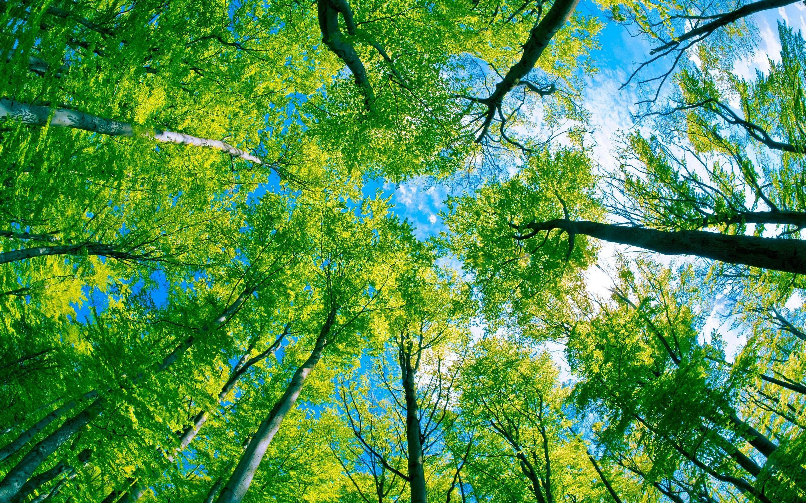 2560x1600 Free download Green Forest Tree And Pure Blue Sky Wallpaper