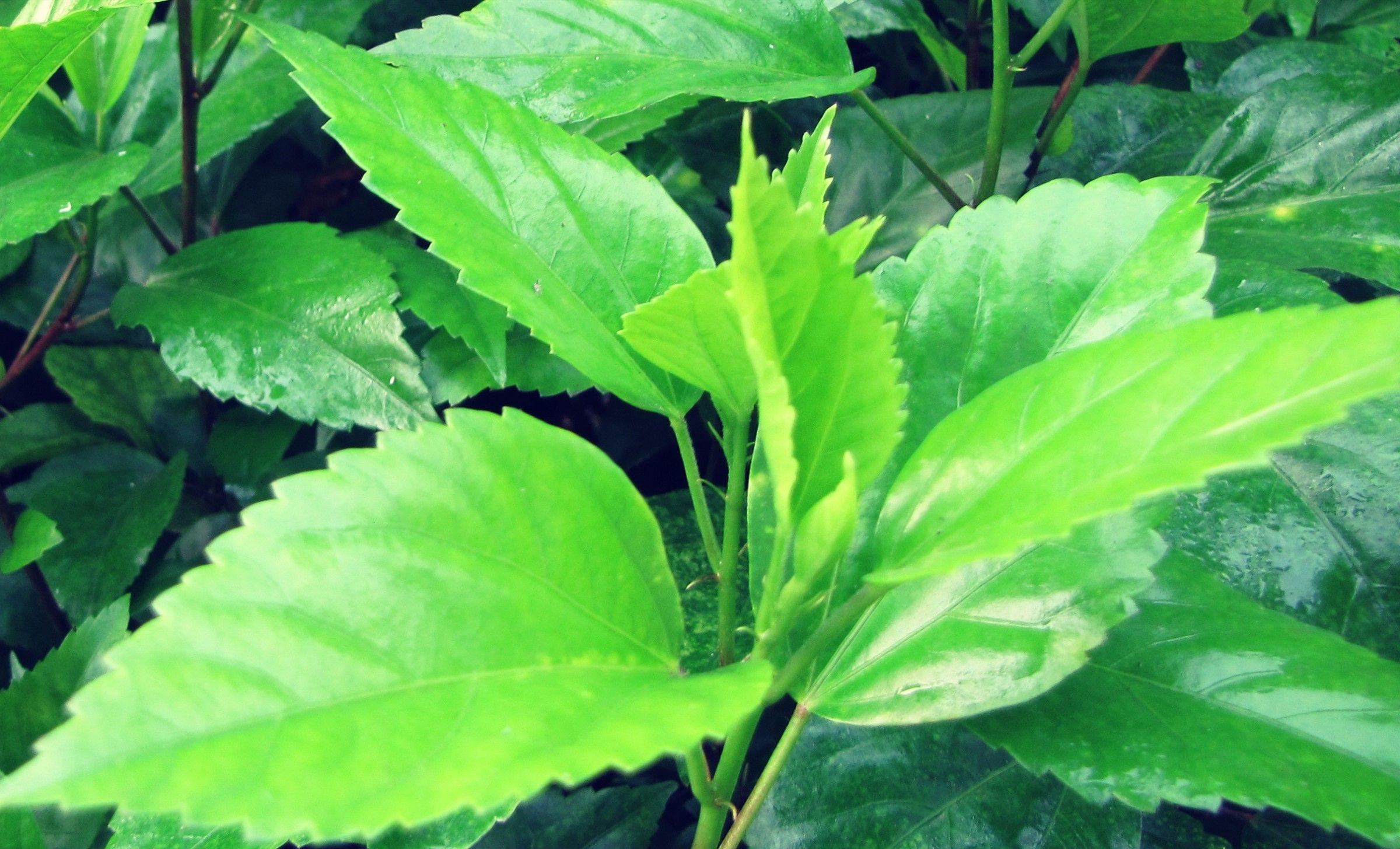 Pure Green Wallpapers Top Free Pure Green Backgrounds WallpaperAccess