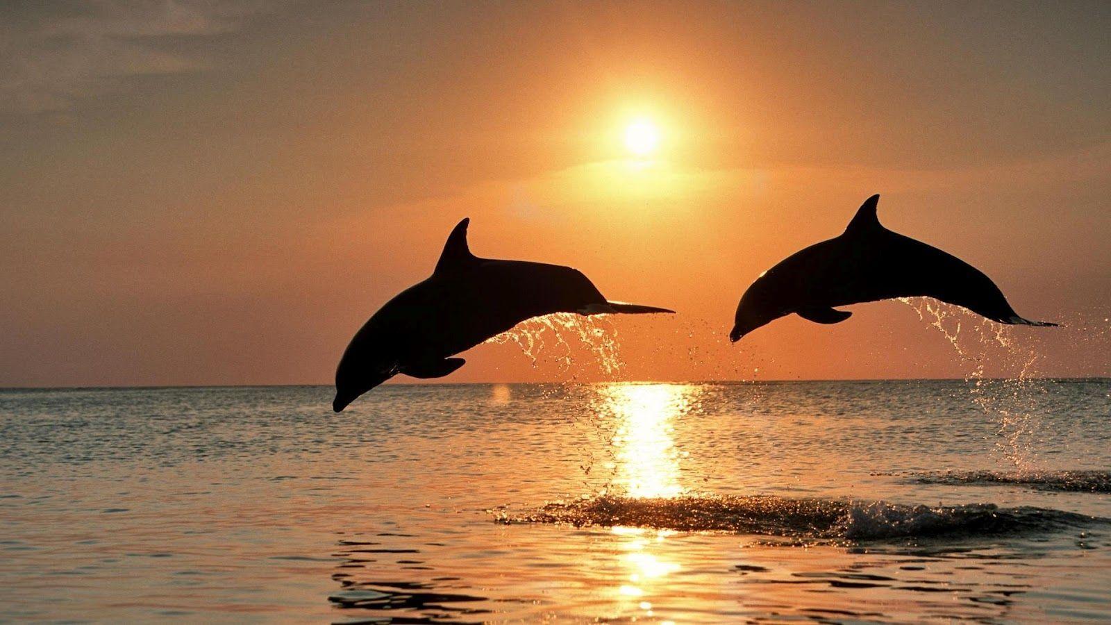 1600x900 Sea Animals Wallpaper IN HD. Dolphins, Animals beautiful