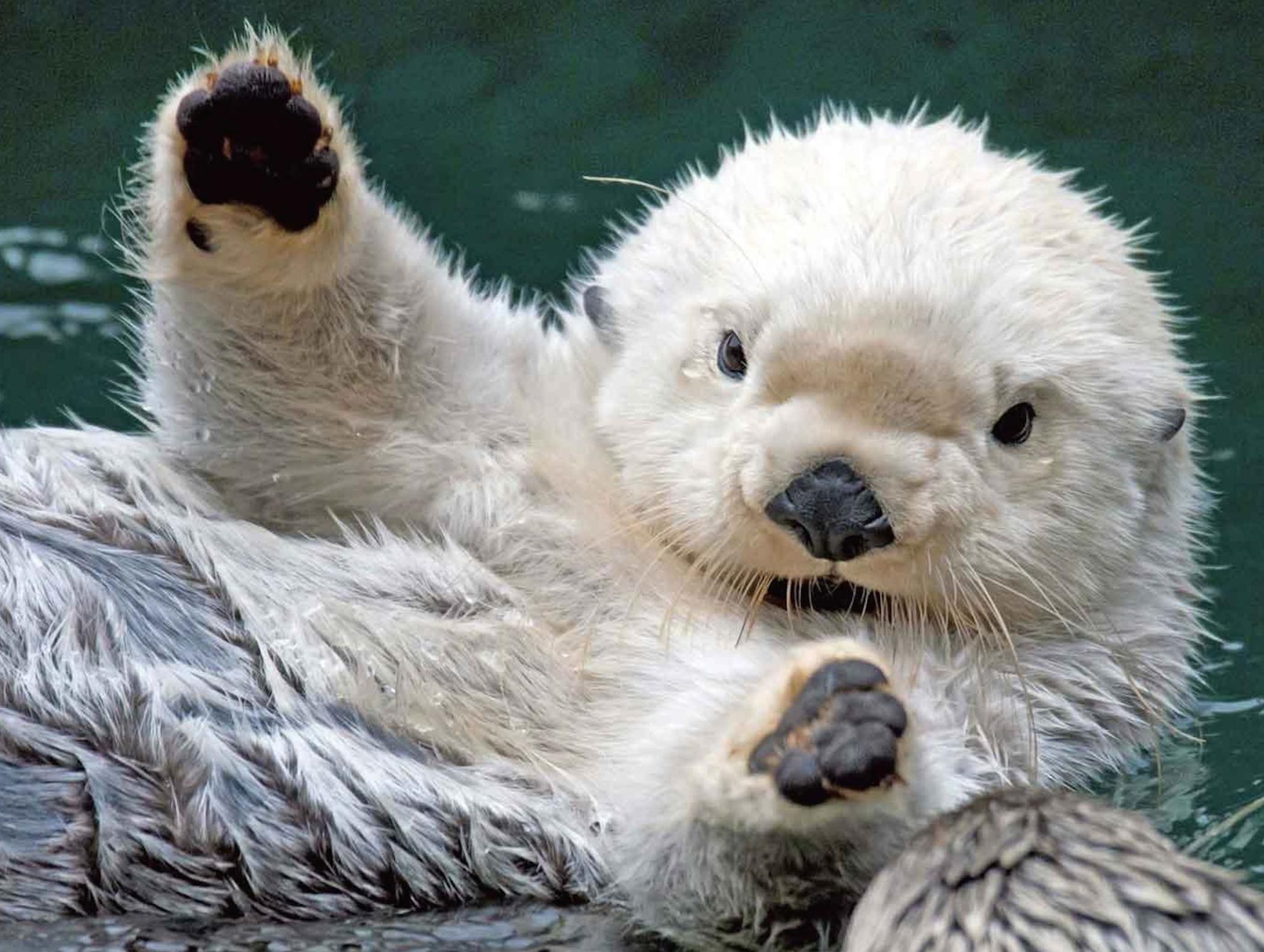 Cute Sea Animal Wallpapers Top Free Cute Sea Animal Backgrounds Cute Sea Animal Wallpapers Top Free Cute Sea Animal Backgrounds