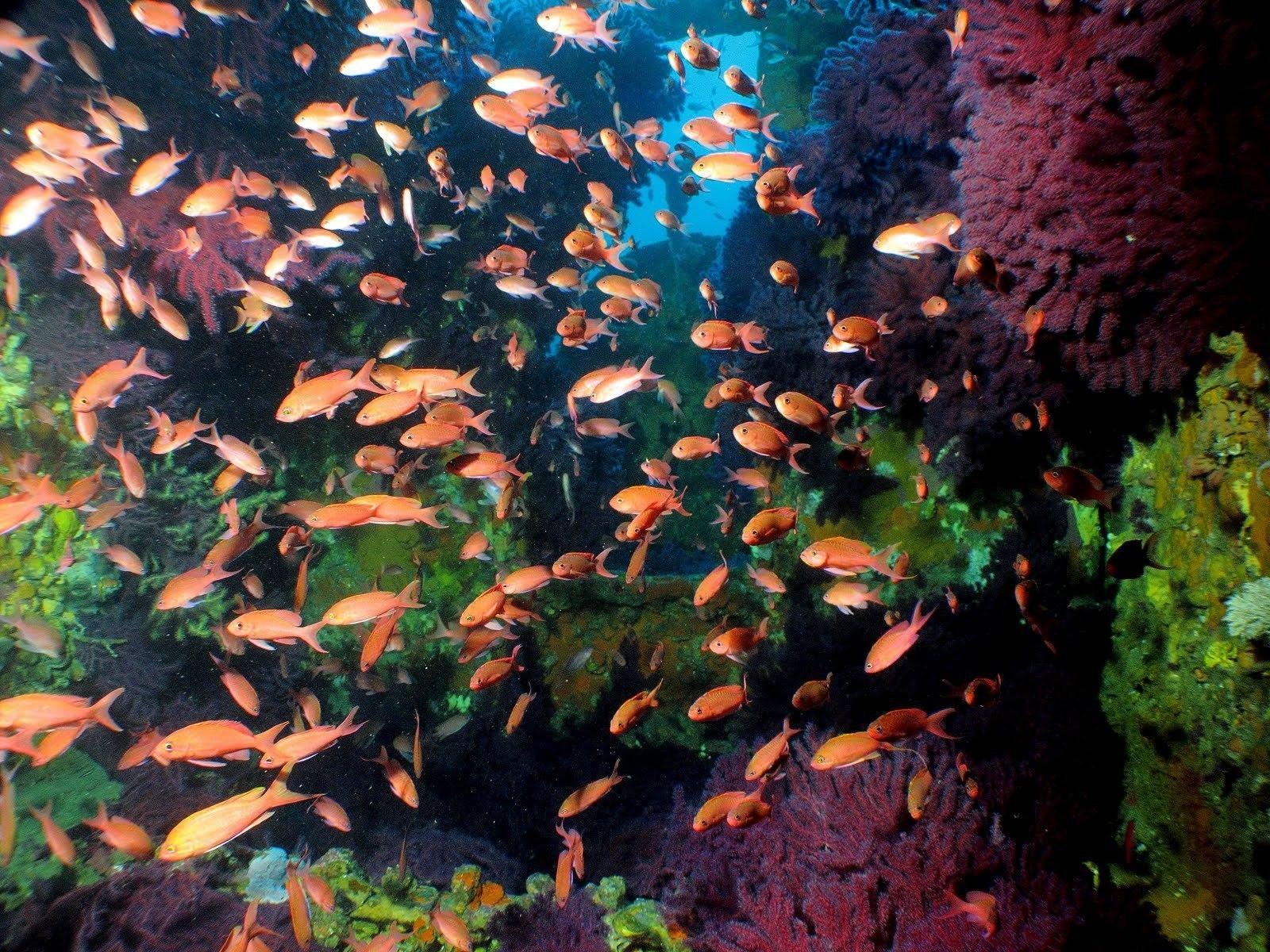 1600x1200 Mac, Sea, Animal Wallpaper, Underwater Tropical, anthias, Ocean