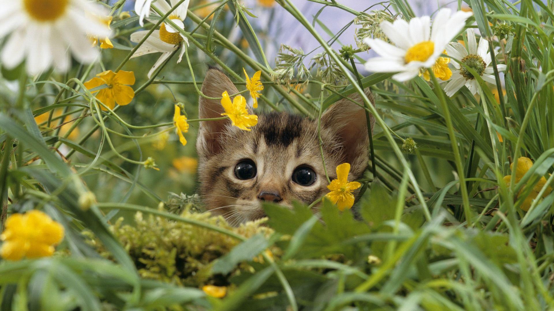 1920x1080 Free Animal HD Wallpaper 1080p Animal Wallpaper Hd, HD
