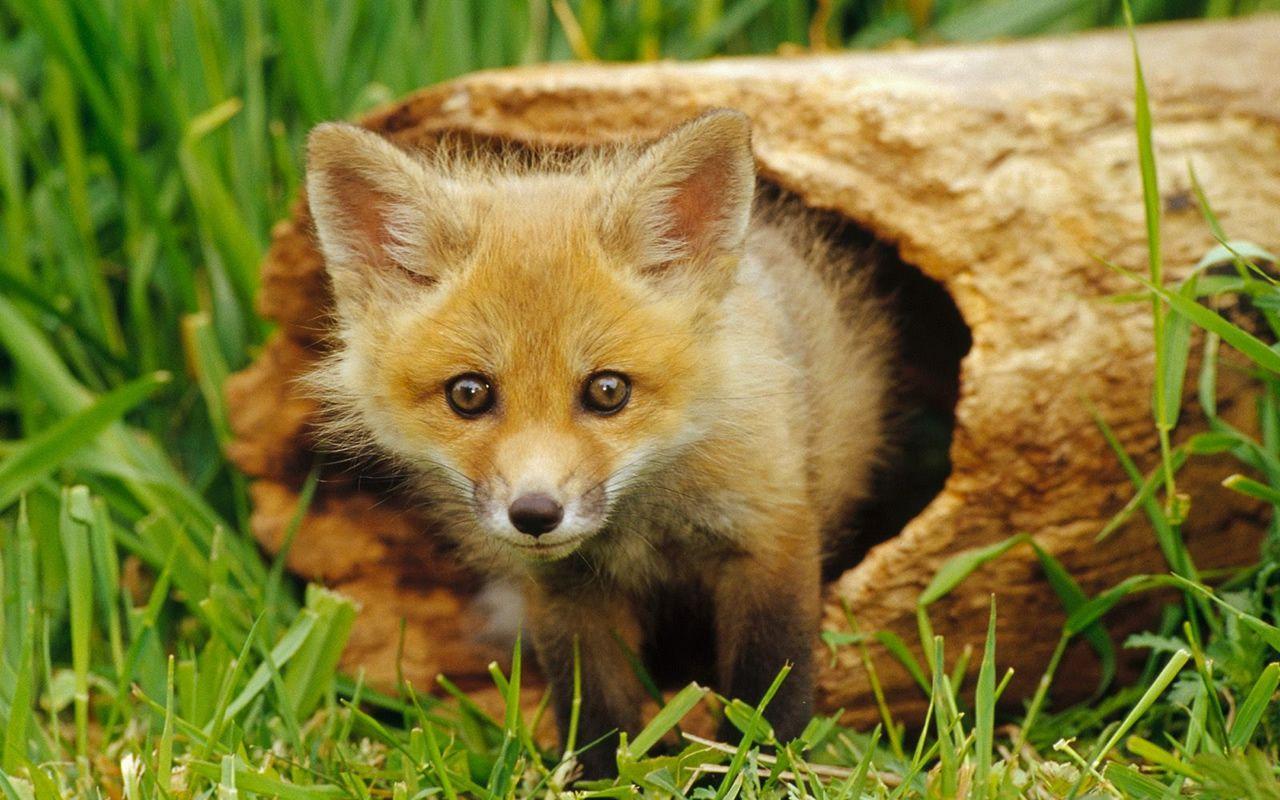 1280x800 Spring Animal Wallpaper for Desktop