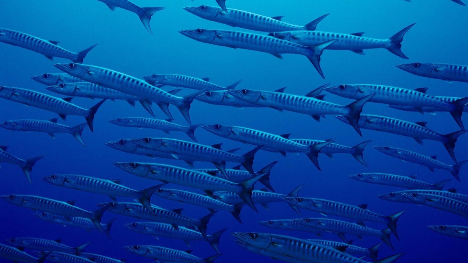 1600x900 Free download Cute Background and Wallpaper Sea Animal HD