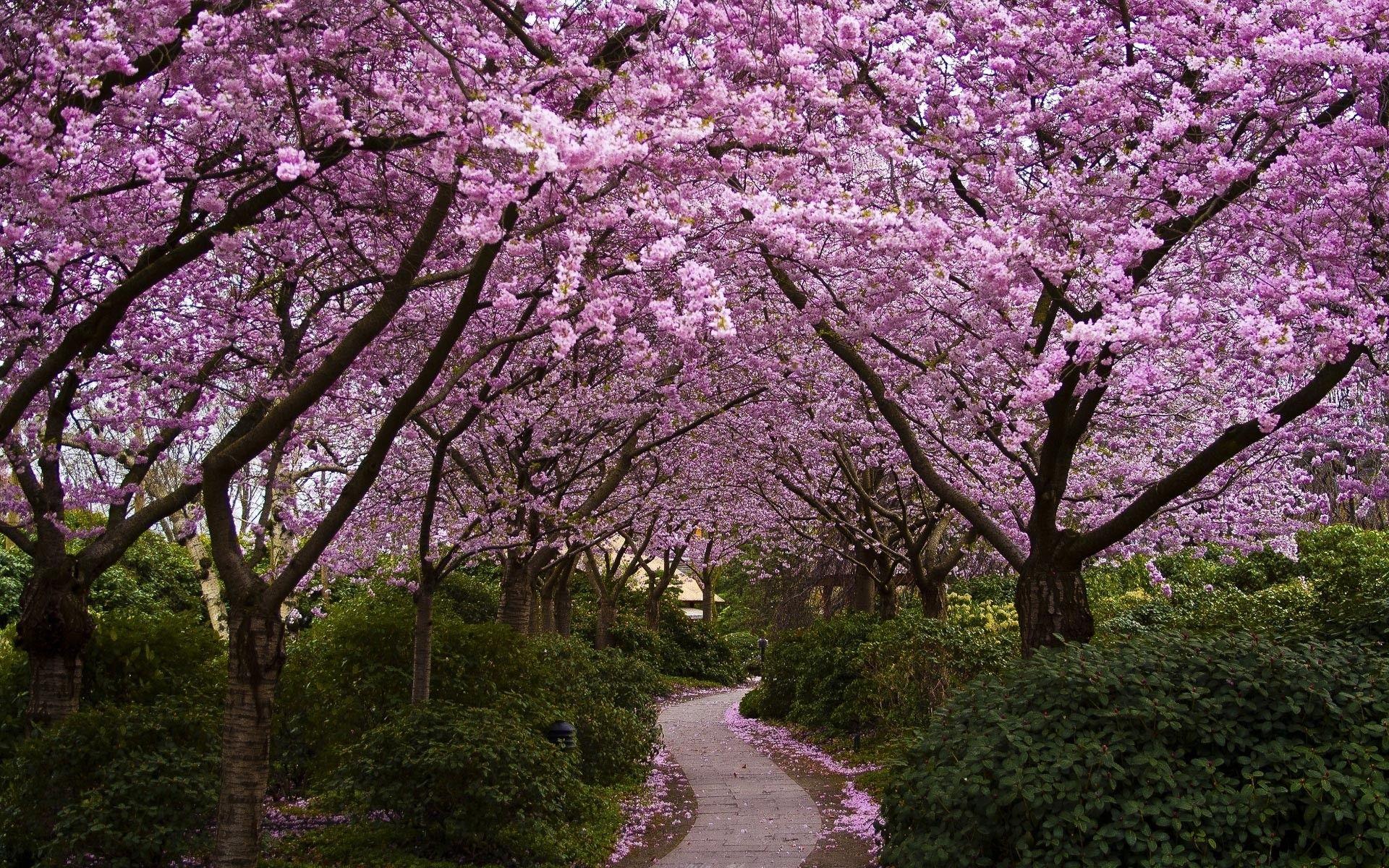 1920x1200 Spring Animal Wallpaper for Desktop