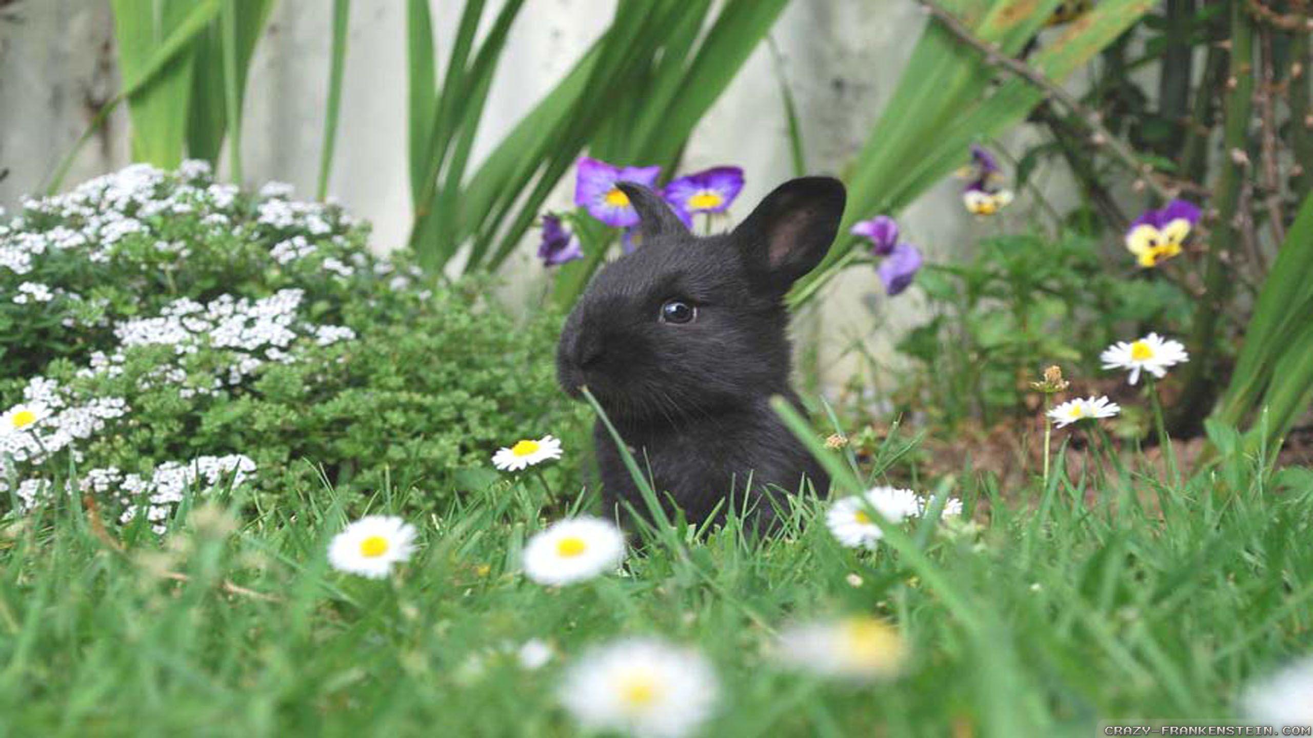 2560x1440 Spring Animals Desktop Wallpaper