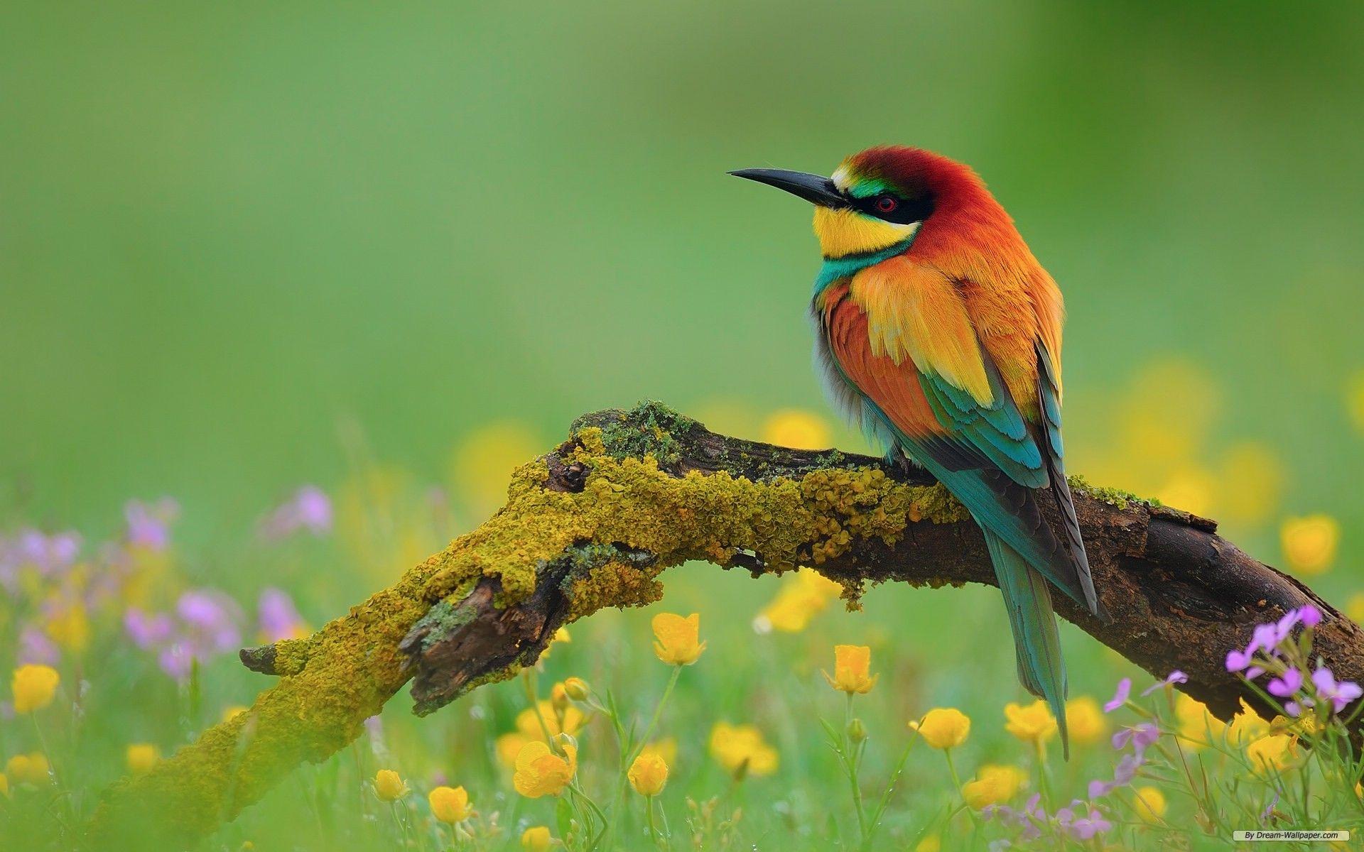 1920x1200 Free Spring Animal Wallpaper